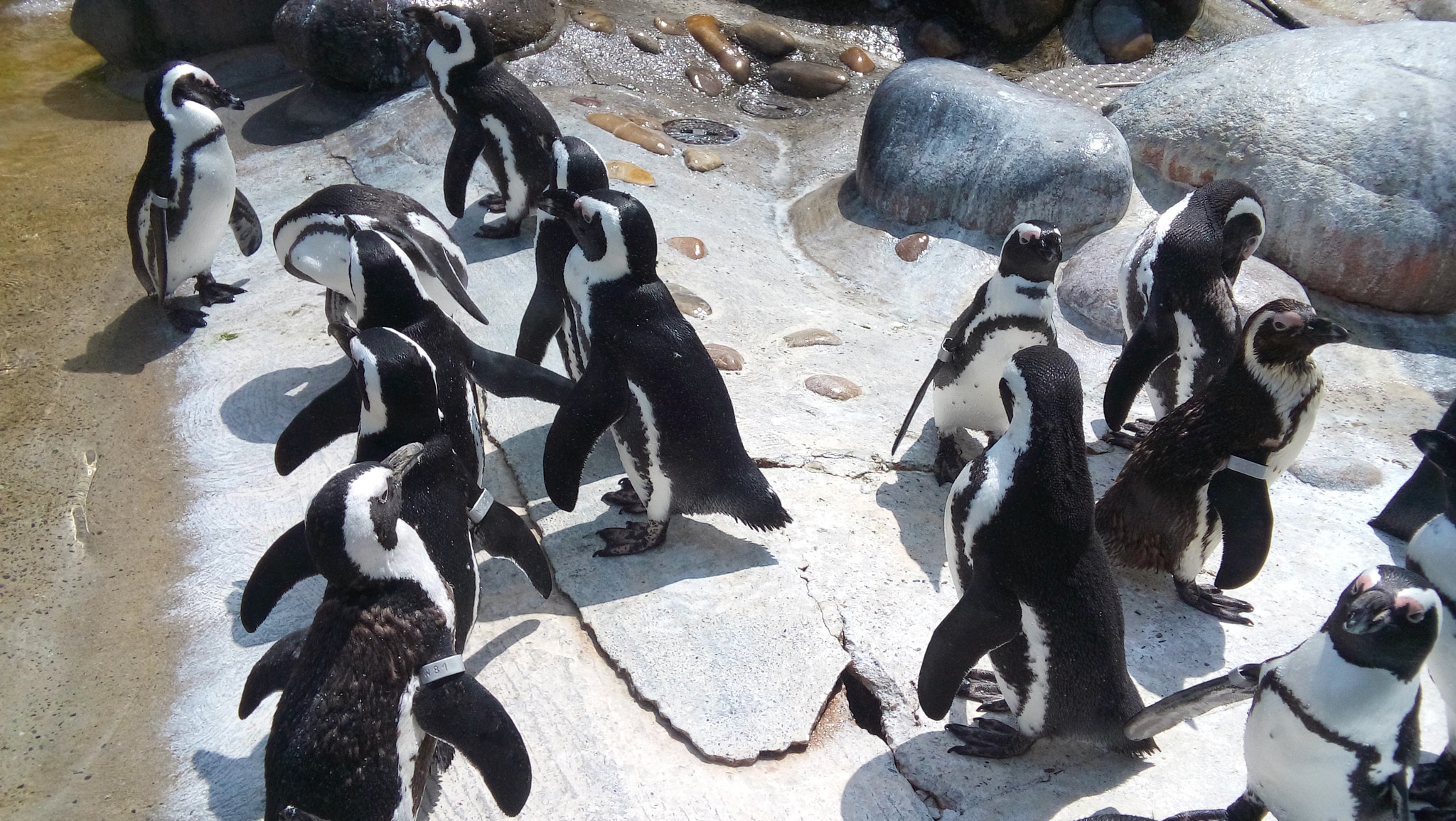 LG L Bello sample photo. Penguin (animals) photography