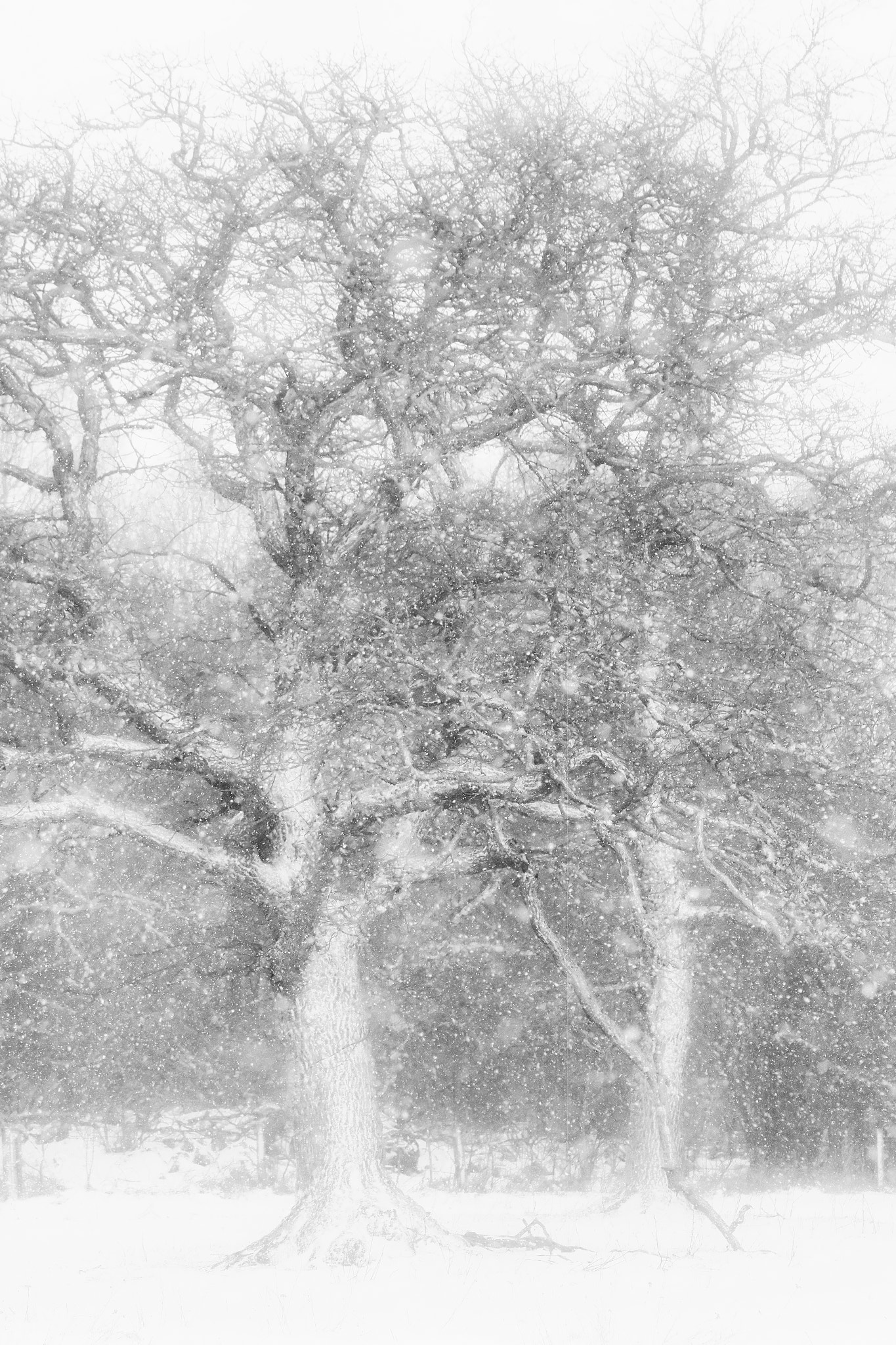Nikon AF-S Nikkor 70-200mm F2.8G ED VR II sample photo. Winter weather photography
