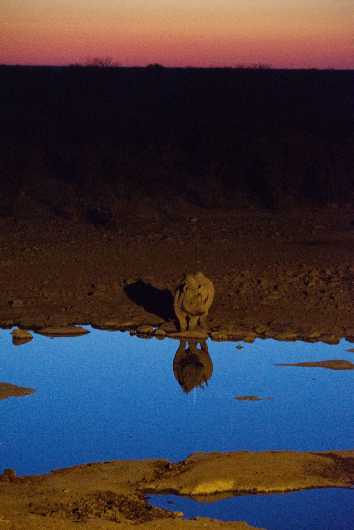 Nikon D7200 sample photo. Rhino at sunset photography