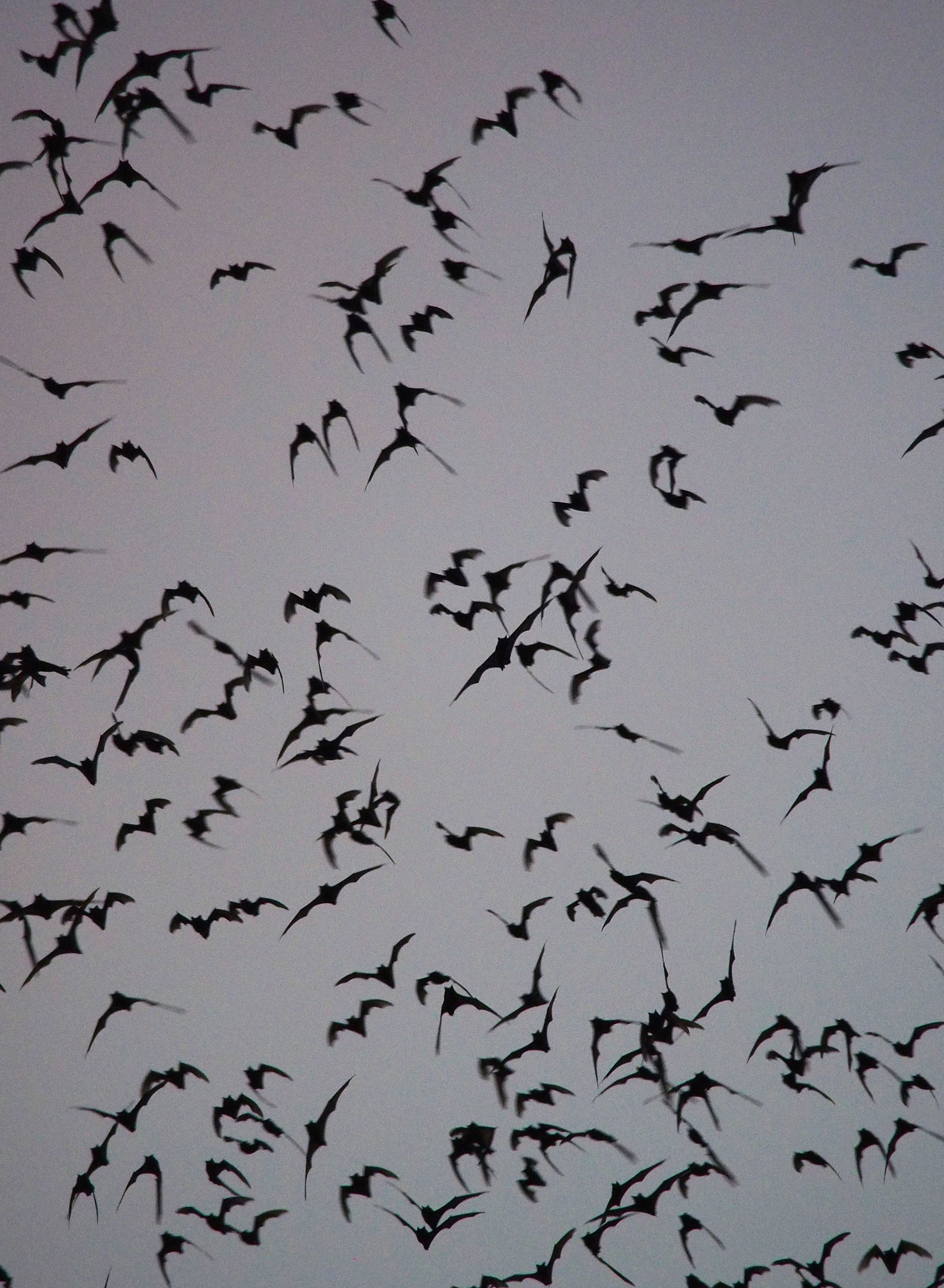 Olympus OM-D E-M5 sample photo. Bats photography