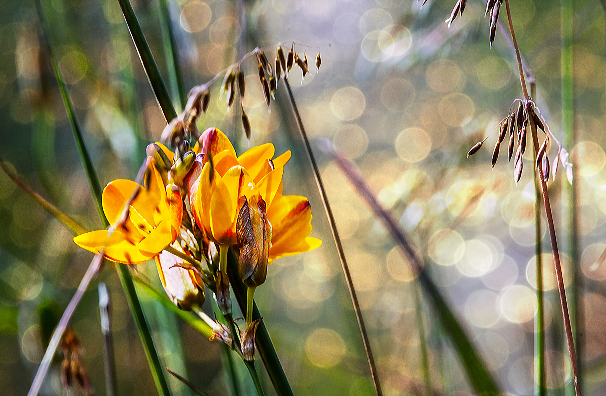 Canon EF 400mm F2.8L IS USM sample photo. Orange chink photography