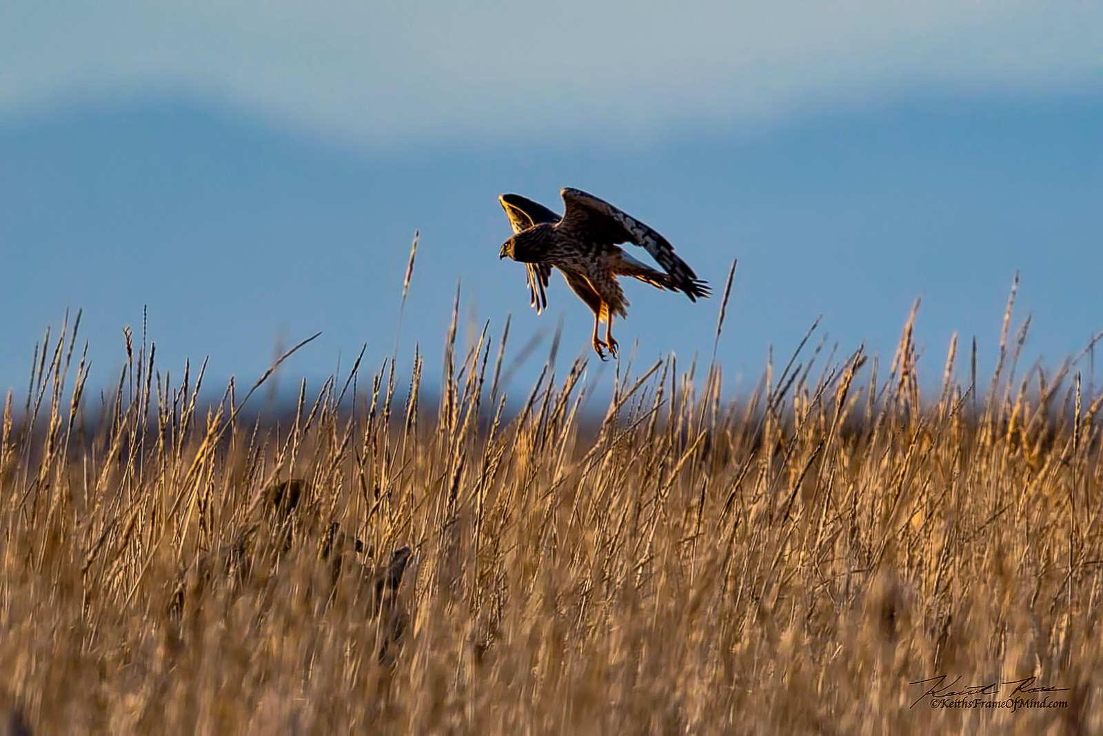 Canon EF 600mm F4L IS II USM sample photo. 389. northern harrier hunting photography