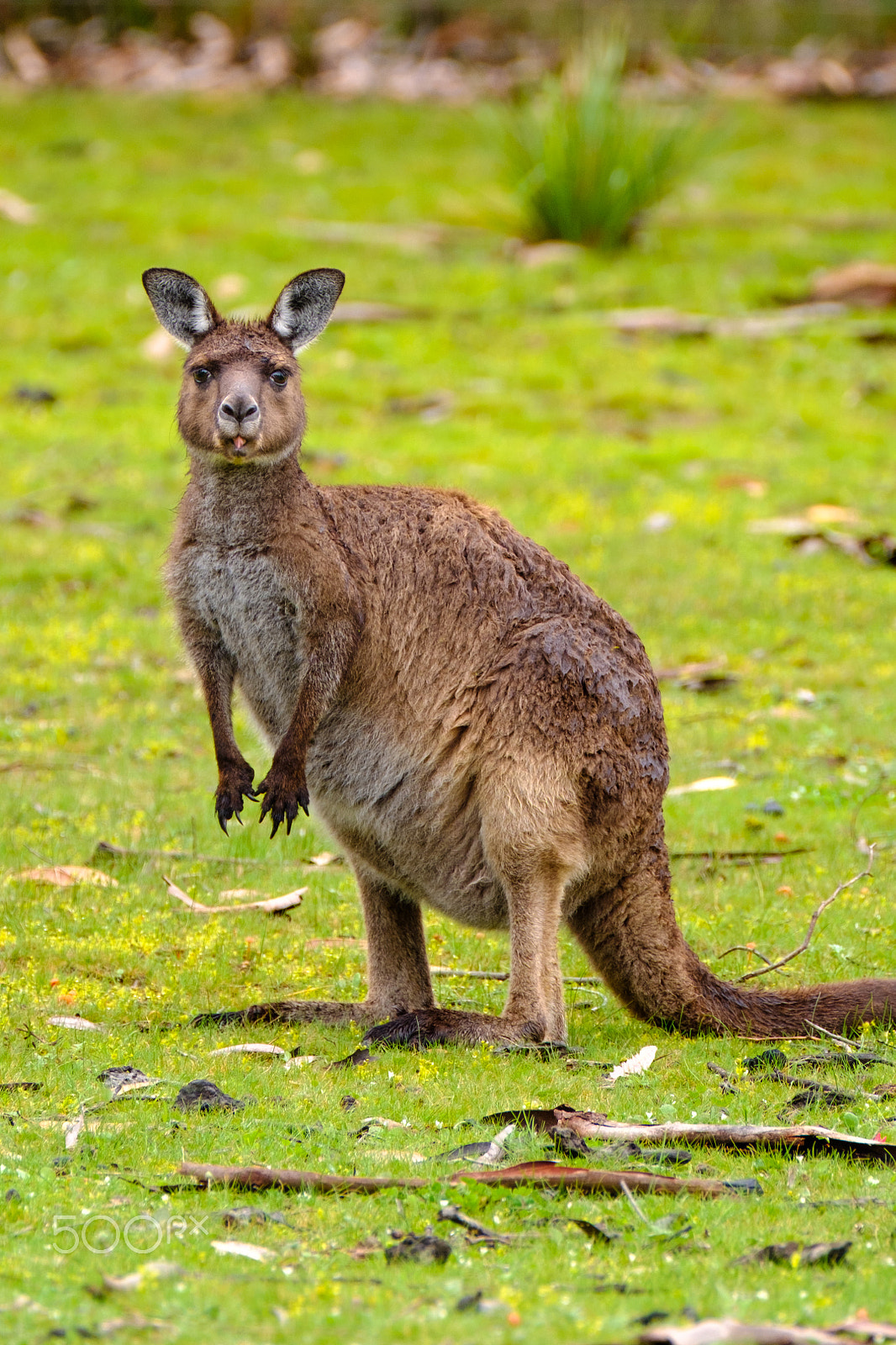 Fujifilm XF 100-400mm F4.5-5.6 R LM OIS WR sample photo. Kangaroo island, australia photography