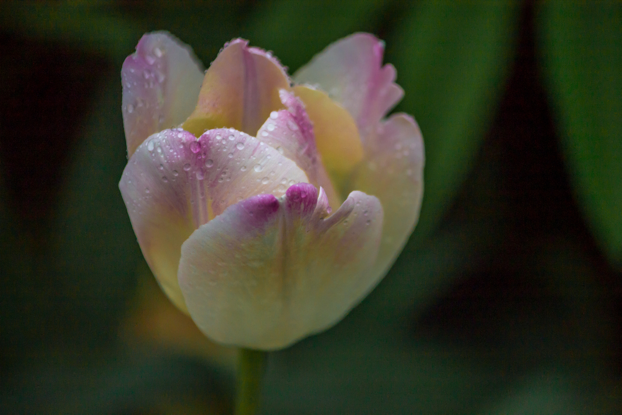 Canon EOS 1100D (EOS Rebel T3 / EOS Kiss X50) sample photo. Flower #60000799 photography