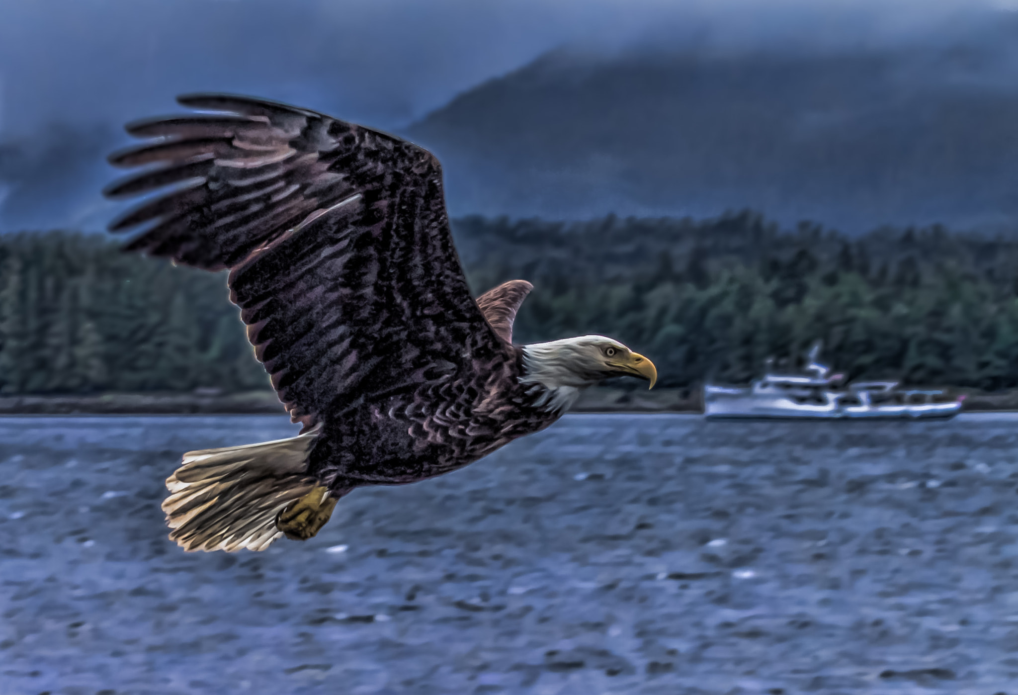 Canon EOS 1100D (EOS Rebel T3 / EOS Kiss X50) sample photo. Eagle in flight 87 photography