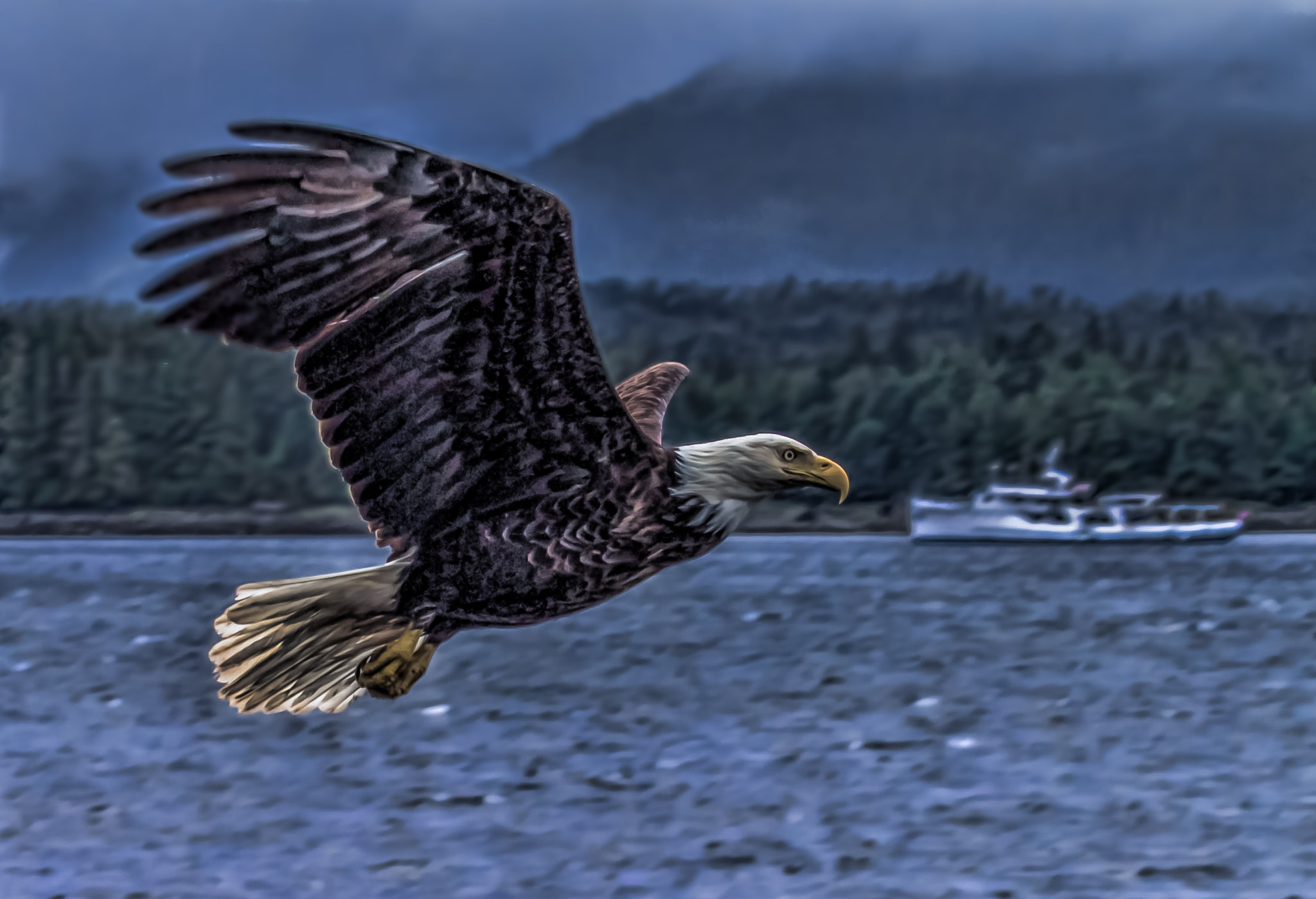 Canon EF 100-400mm F4.5-5.6L IS USM sample photo. Eagle in flight 87 photography