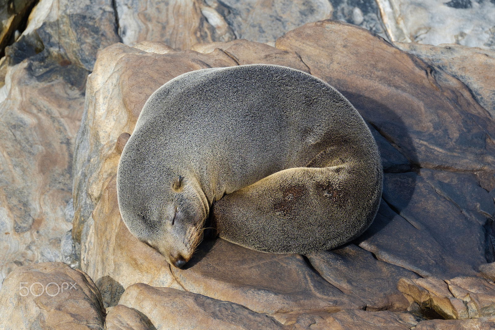 Fujifilm XF 100-400mm F4.5-5.6 R LM OIS WR sample photo. Seal, kangaroo island, australia photography