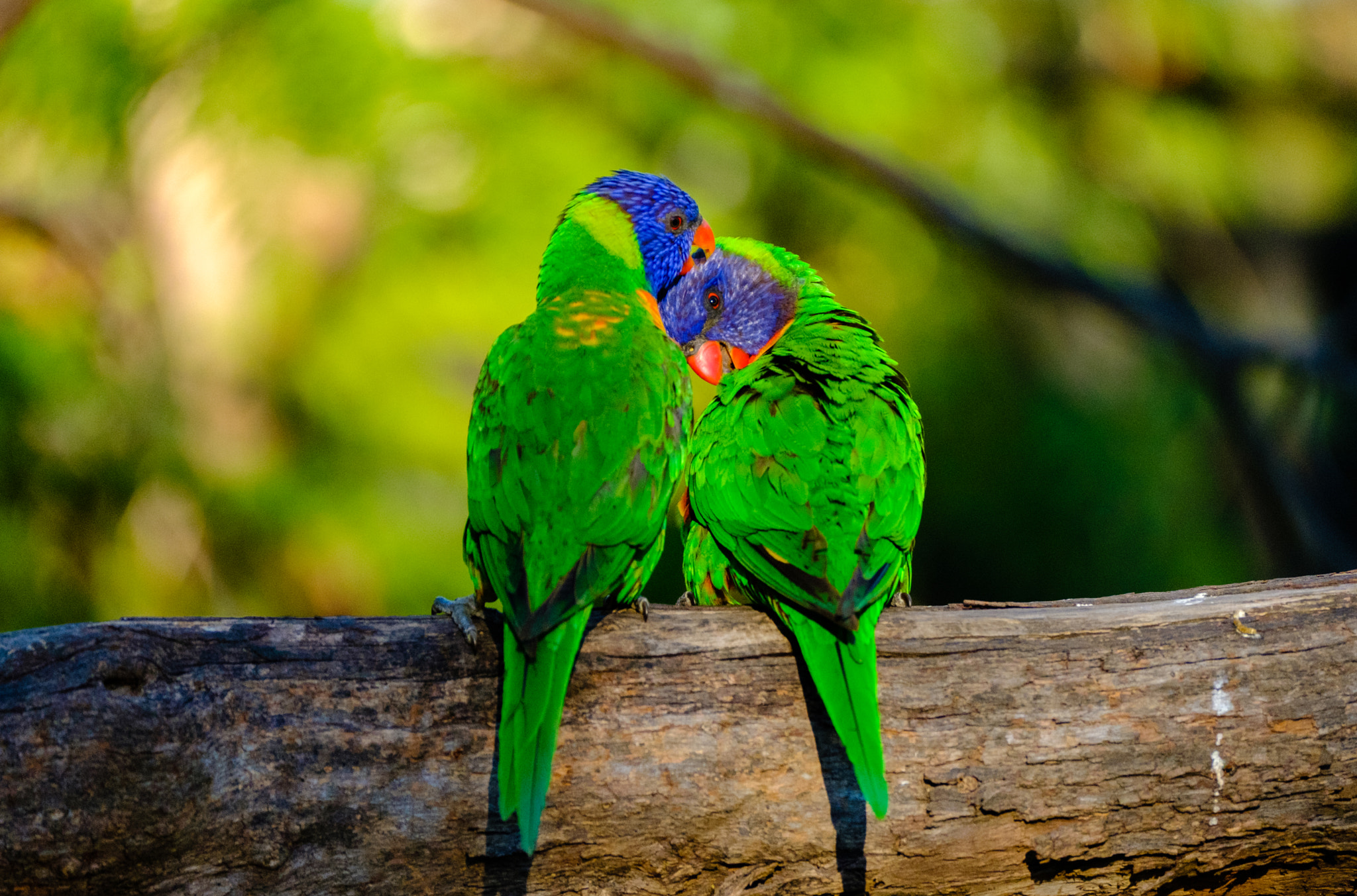 Fujifilm XF 100-400mm F4.5-5.6 R LM OIS WR sample photo. Rainbow lorikeets, australia photography