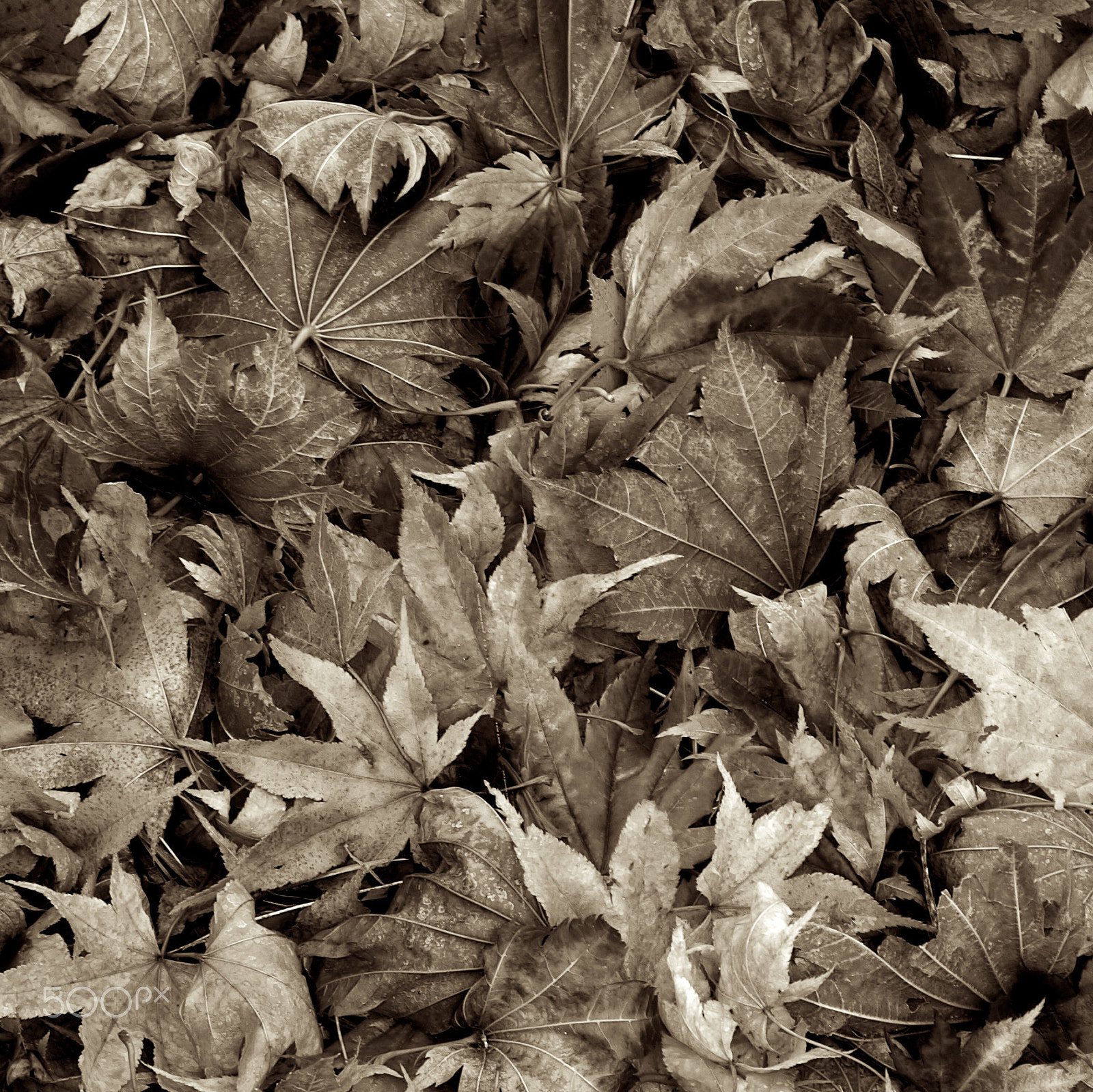 KONICA MINOLTA DYNAX 7D sample photo. Maple leaves photography