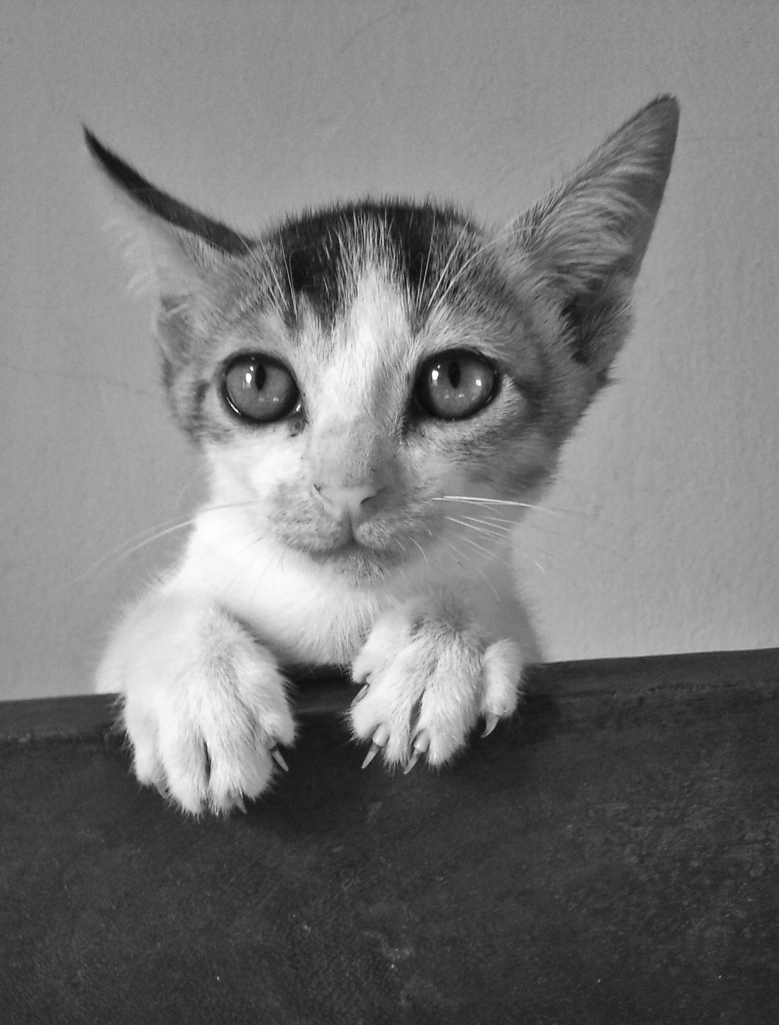 Sony Ericsson U10i sample photo. Buddy from home photography