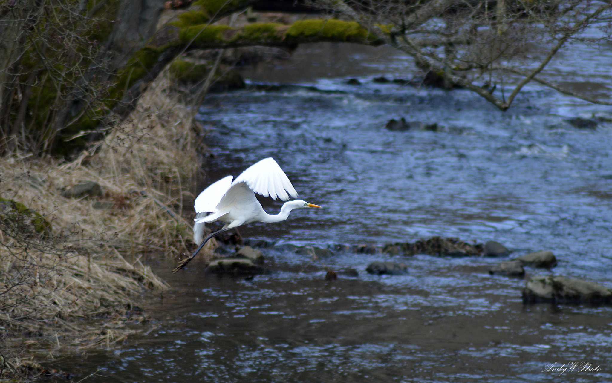 Nikon D3200 sample photo. Silberreiher  photography