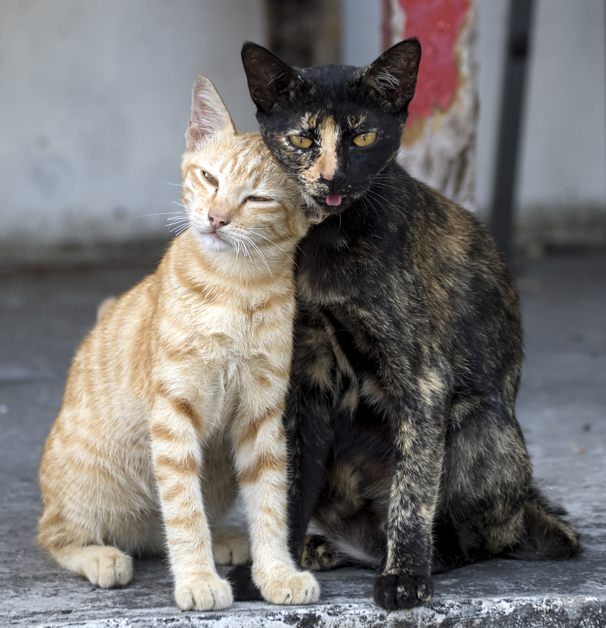 Canon EF 70-300mm F4-5.6L IS USM sample photo. The couple ... photography