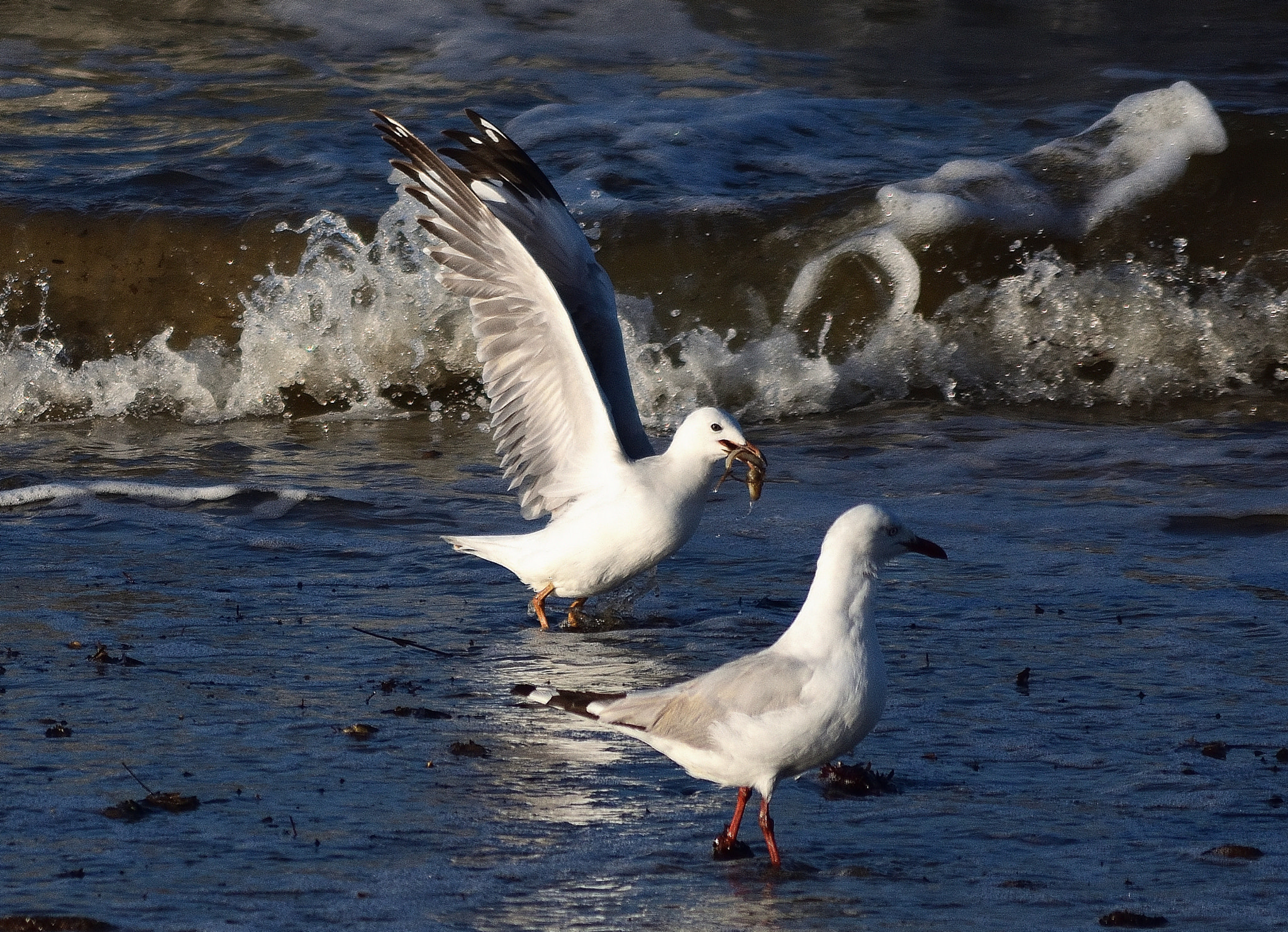 Nikon D7200 sample photo. Breakfast southern ocean photography