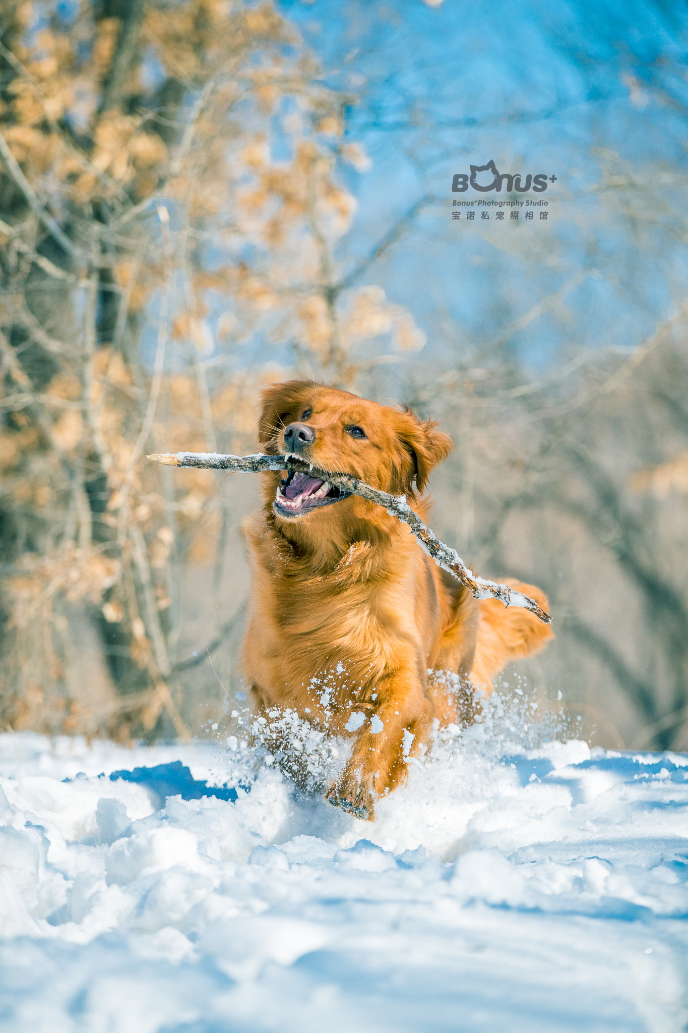 Canon EOS-1D X Mark II sample photo