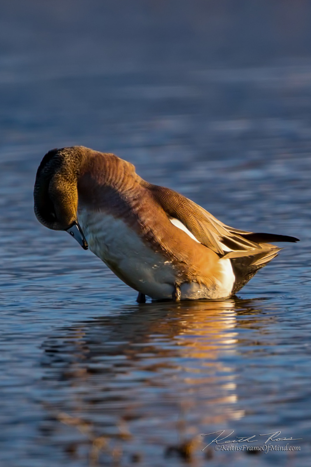 Canon EF 600mm F4L IS II USM sample photo. American wigeon photography