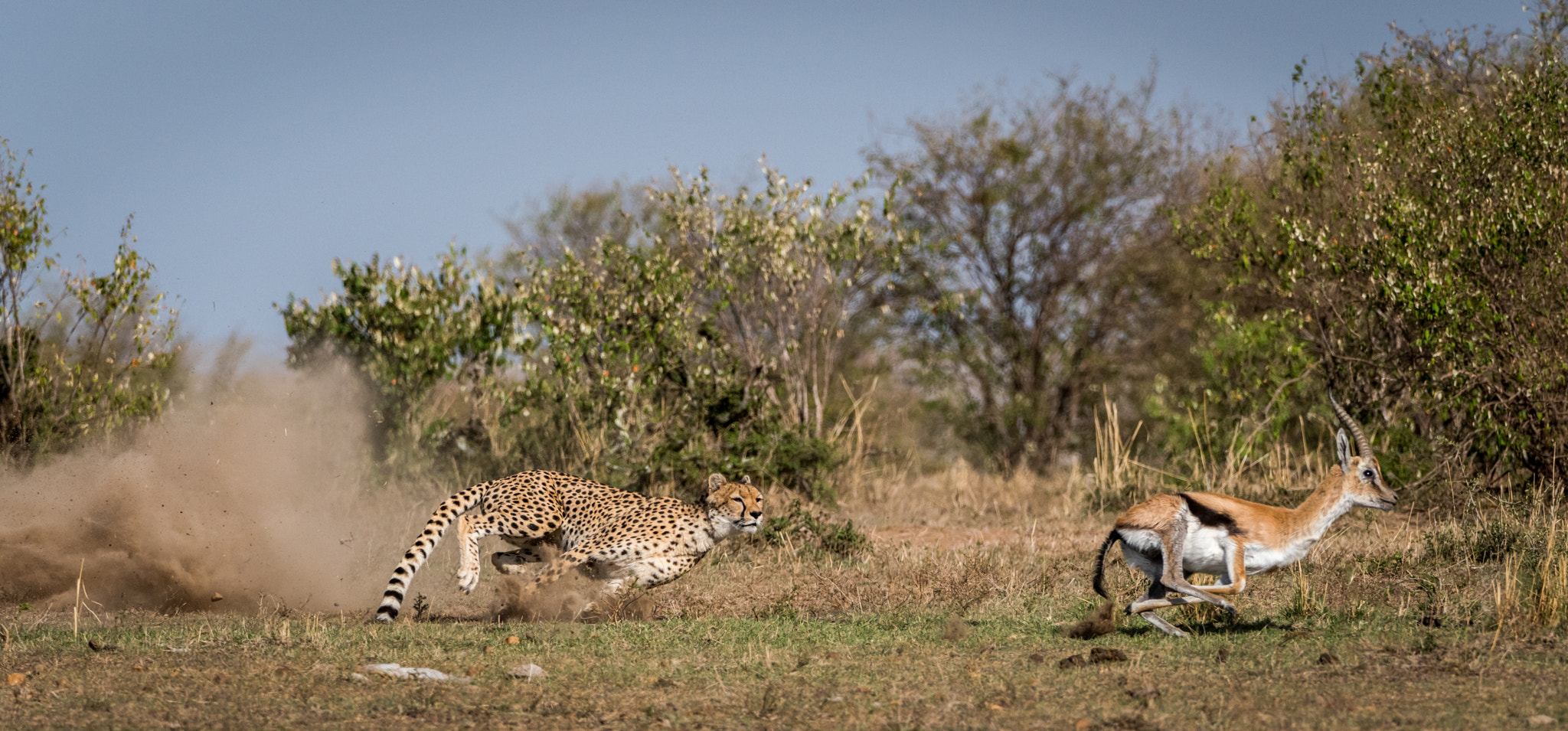 Nikon D810 sample photo. Malaika strikes - 4th of 8 photography