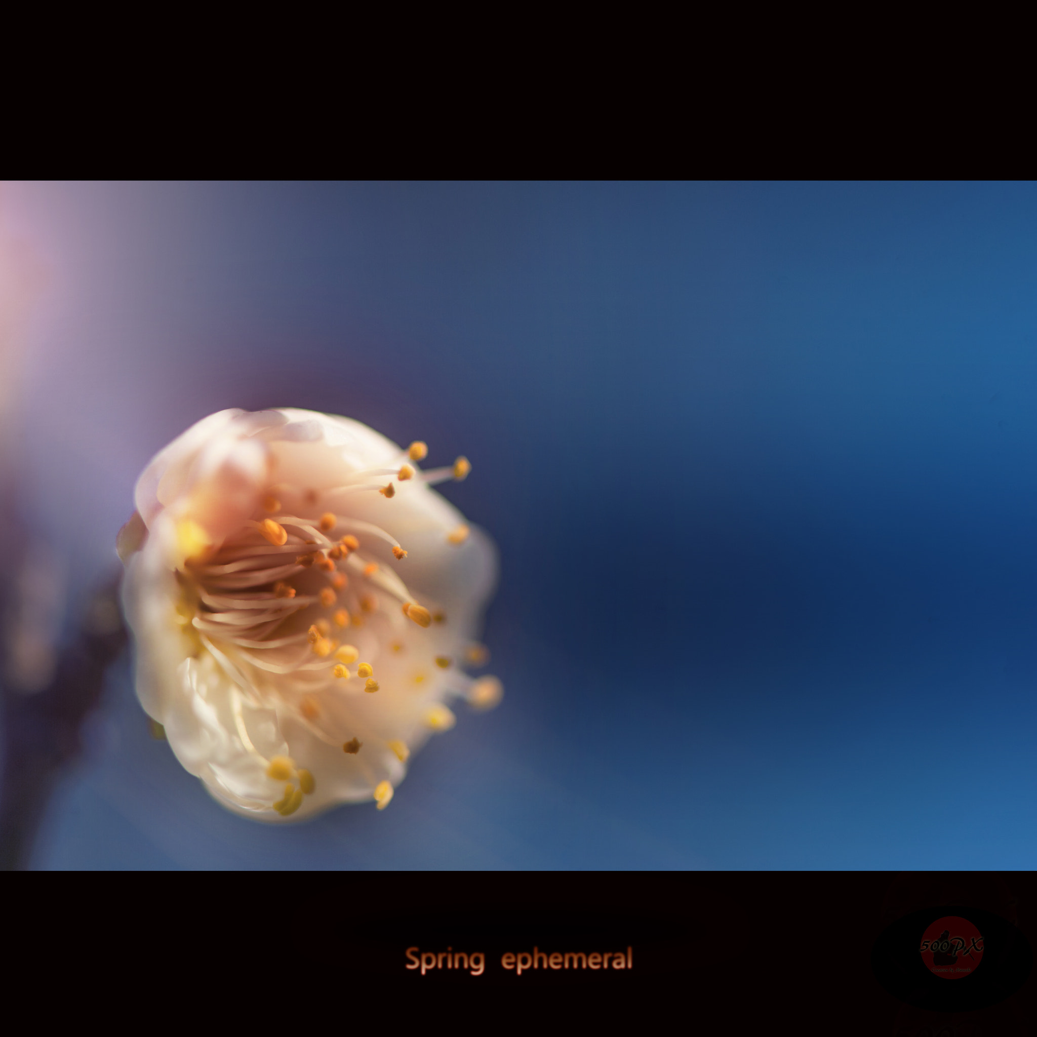 Nikon D800 + Nikon AF-S Nikkor 58mm F1.4G sample photo. Spring ephemeral photography