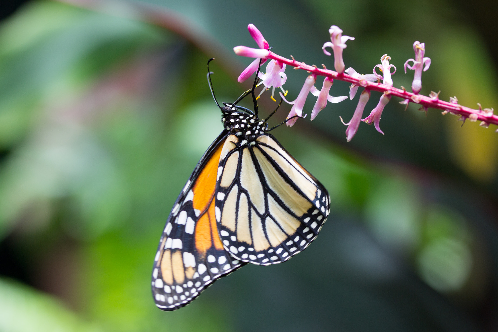 Canon EF-S 60mm F2.8 Macro USM sample photo. Butterfly photography