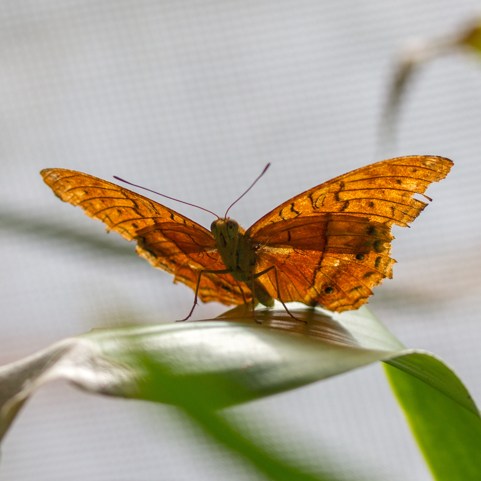 Canon EF-S 60mm F2.8 Macro USM sample photo. Butterfly photography