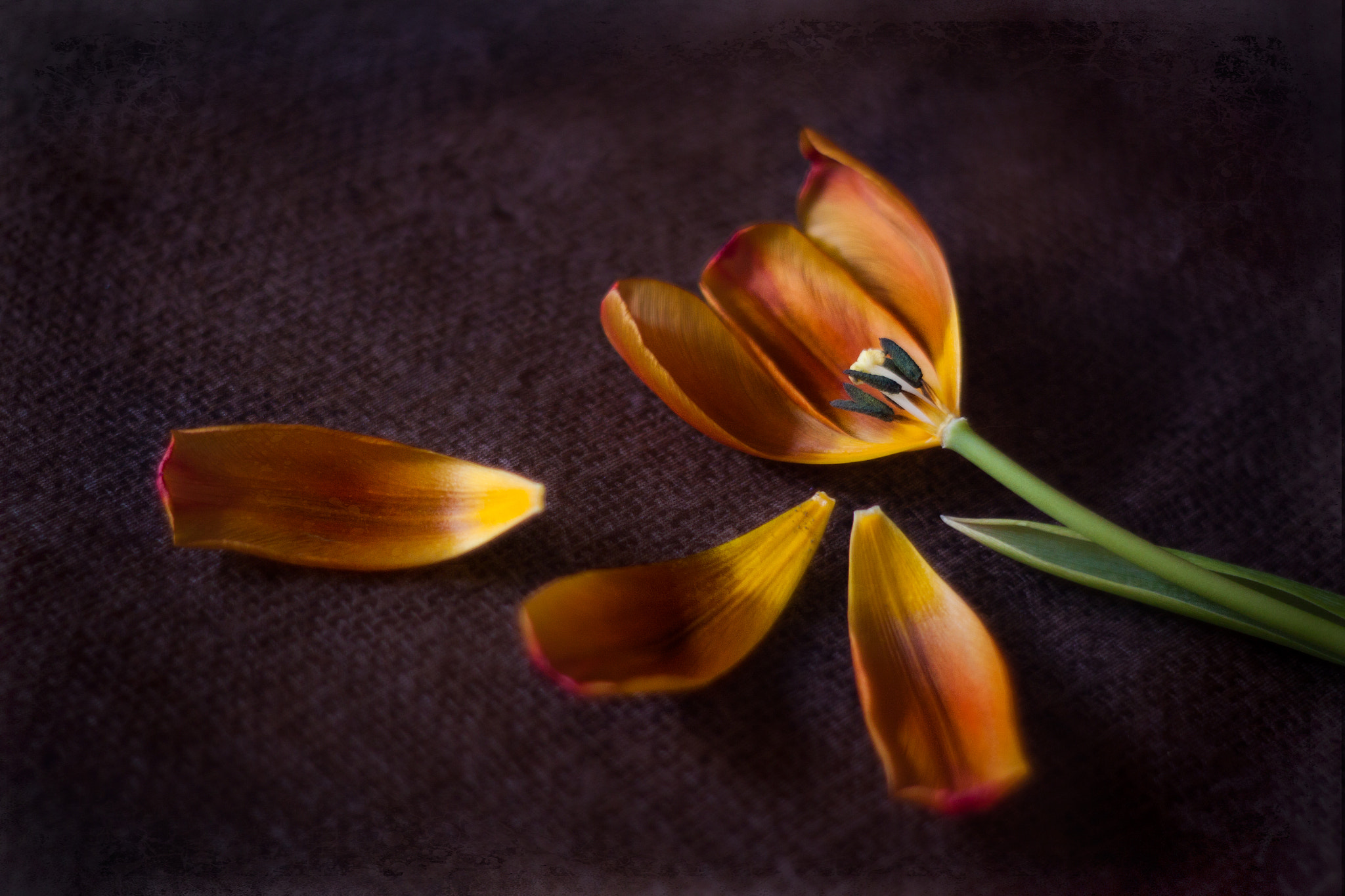 Canon EF 35-80mm f/4-5.6 sample photo. Cuando el amor se va photography