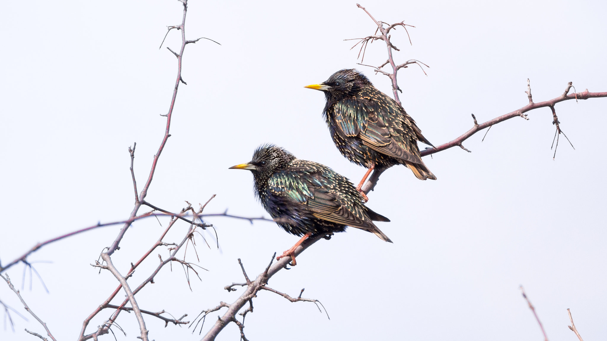 Olympus OM-D E-M5 sample photo. Starlings photography