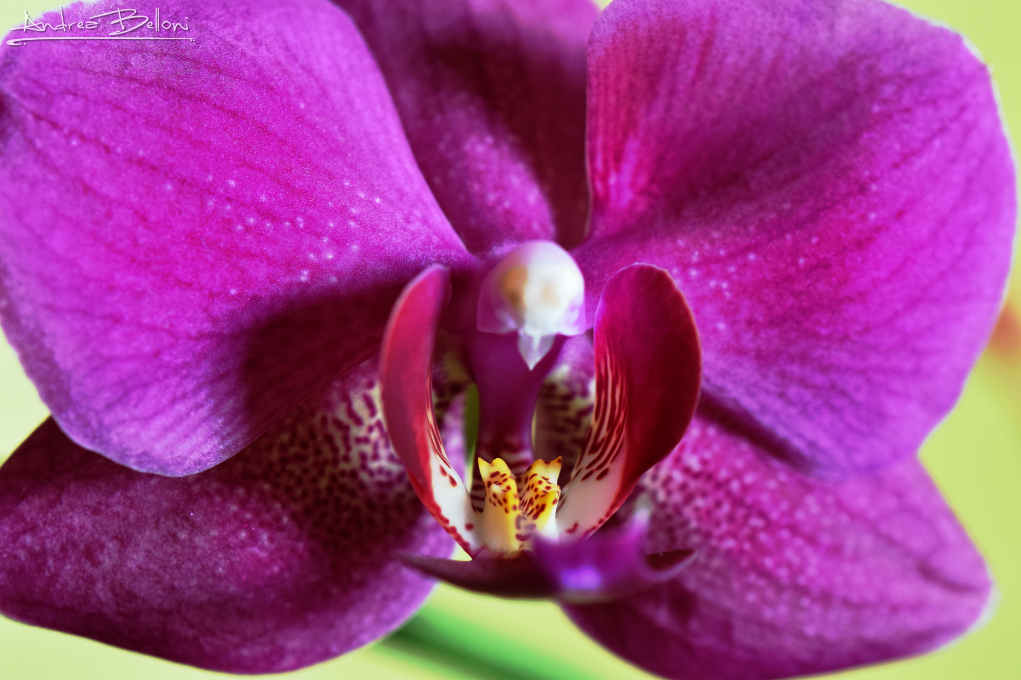 Nikon D3300 + Sigma 105mm F2.8 EX DG OS HSM sample photo. Purple orchid photography