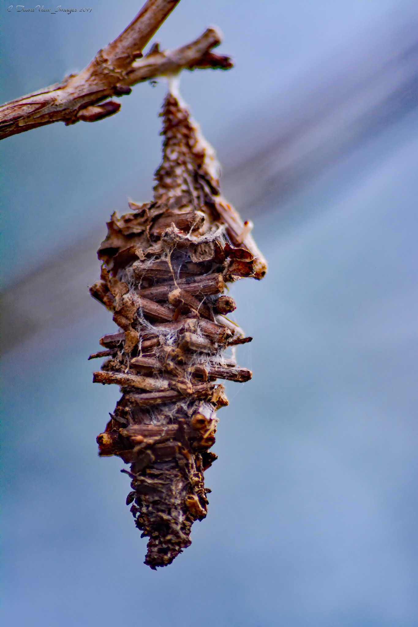 Sigma 70-300mm F4-5.6 APO DG Macro sample photo. Butterfly cocoon photography
