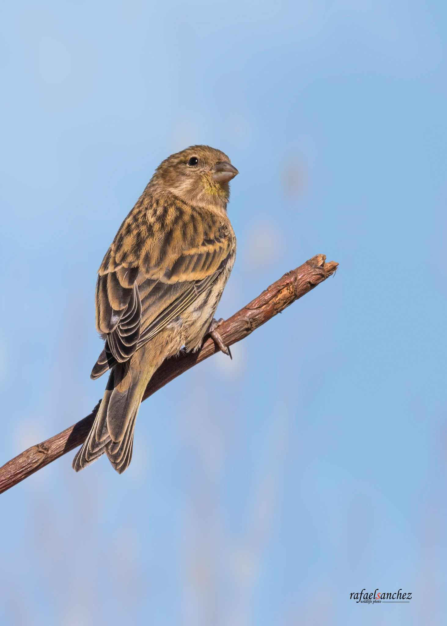 Sigma 150-600mm F5-6.3 DG OS HSM | C sample photo. Canario silvestre - atlantic canary photography