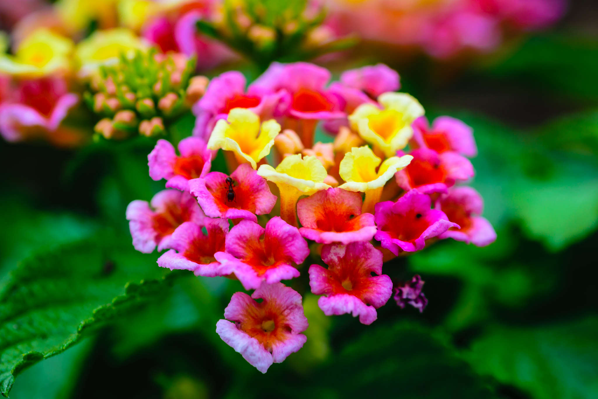 Sigma 105mm F2.8 EX DG OS HSM sample photo. Lantana camara with a visitor photography