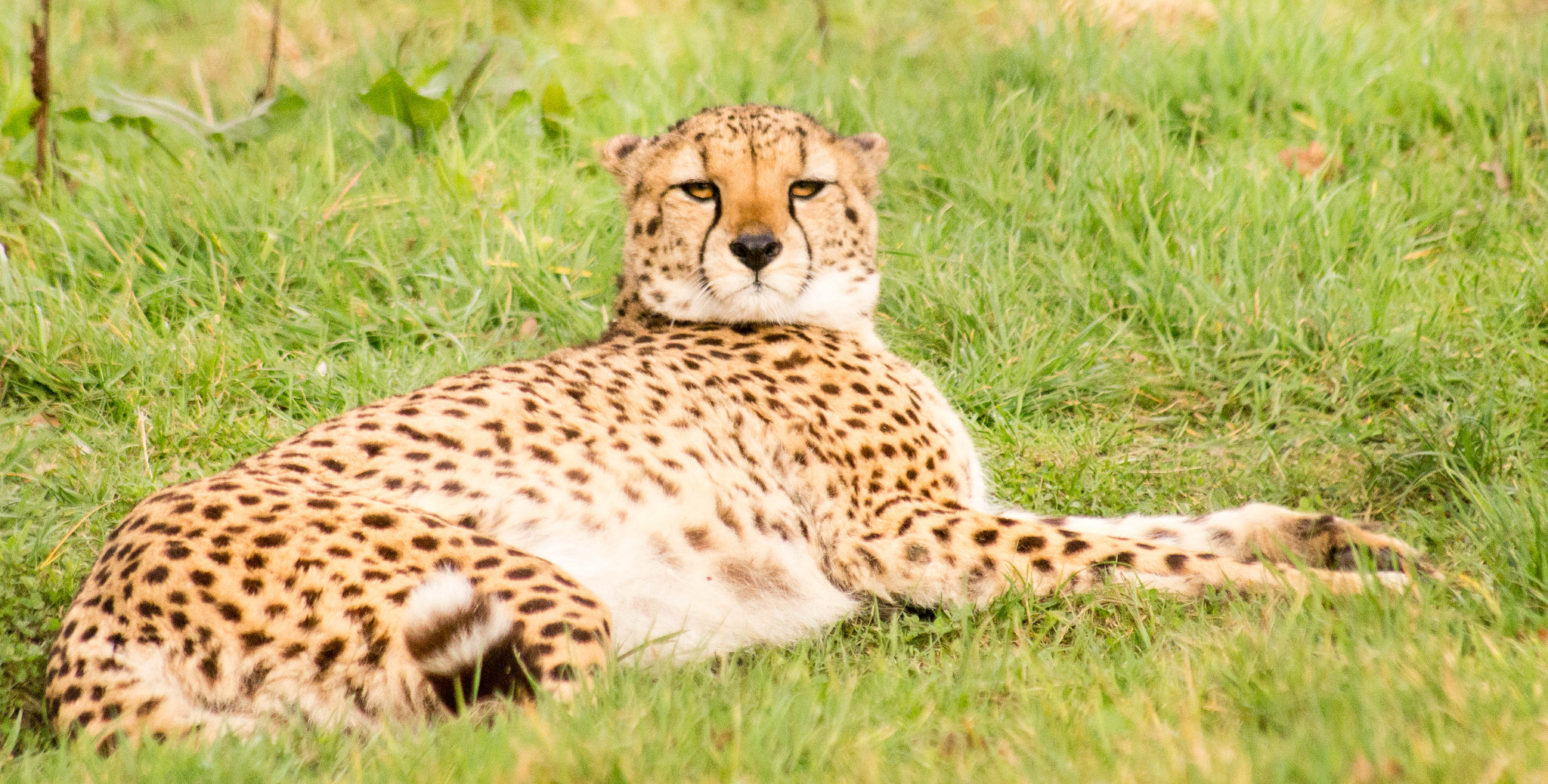 Sony 75-300mm F4.5-5.6 sample photo. Eye spy  photography