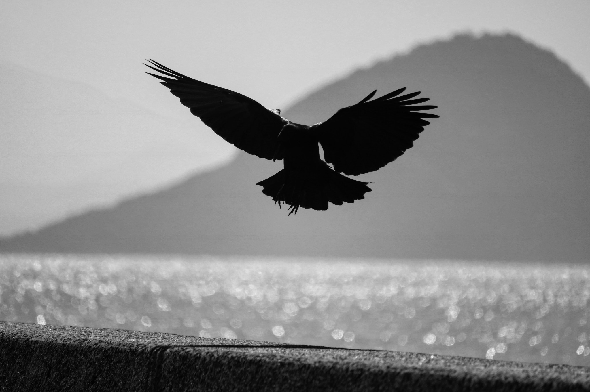 Canon EOS 750D (EOS Rebel T6i / EOS Kiss X8i) sample photo. Crow photography