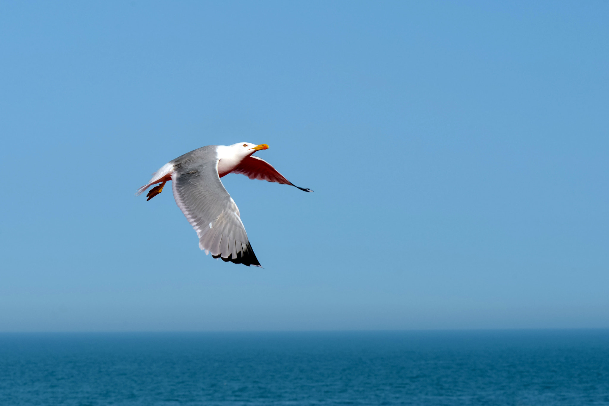 Nikon AF-S Micro-Nikkor 105mm F2.8G IF-ED VR sample photo. Nature is perfect photography