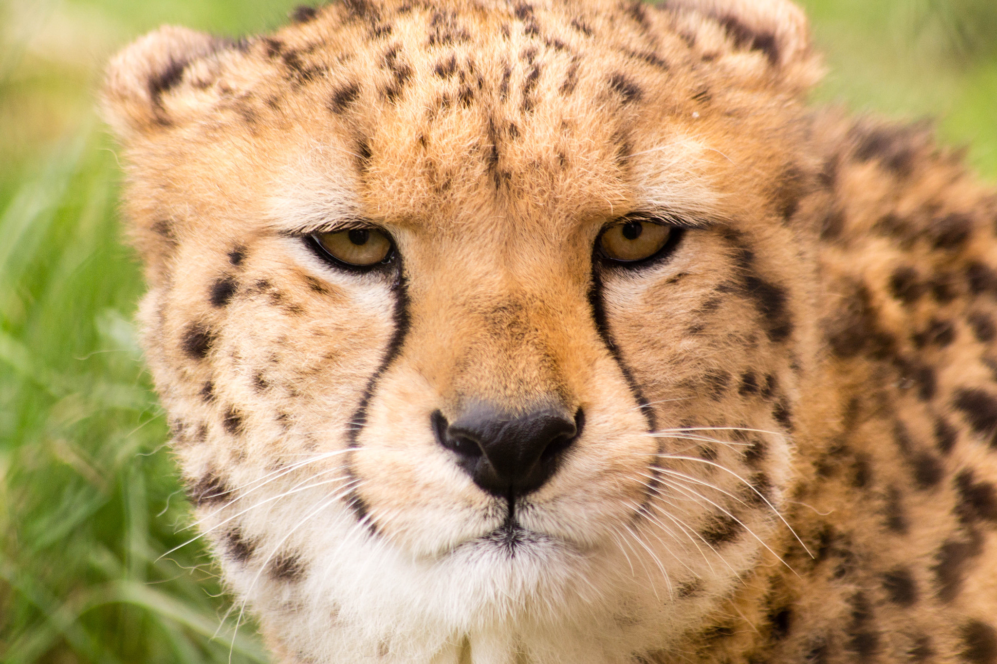 Sony 75-300mm F4.5-5.6 sample photo. Focused for a kill.  photography