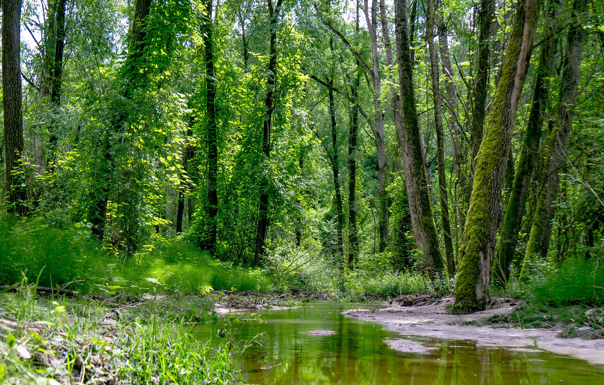 Panasonic Lumix DMC-G6 sample photo. Samoggia creek photography