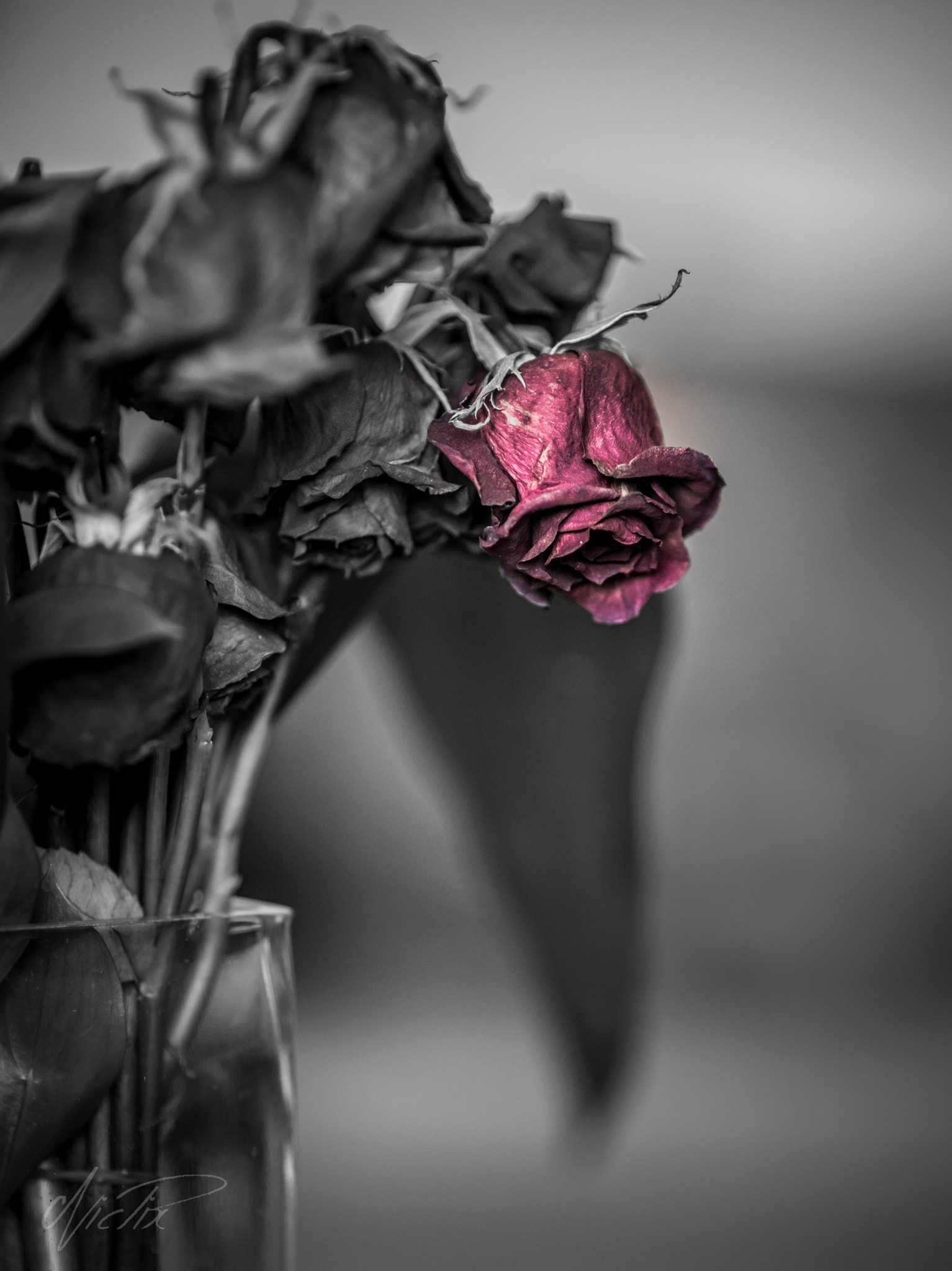 Sony a7R II + Canon EF 135mm F2L USM sample photo. Dead flowers photography