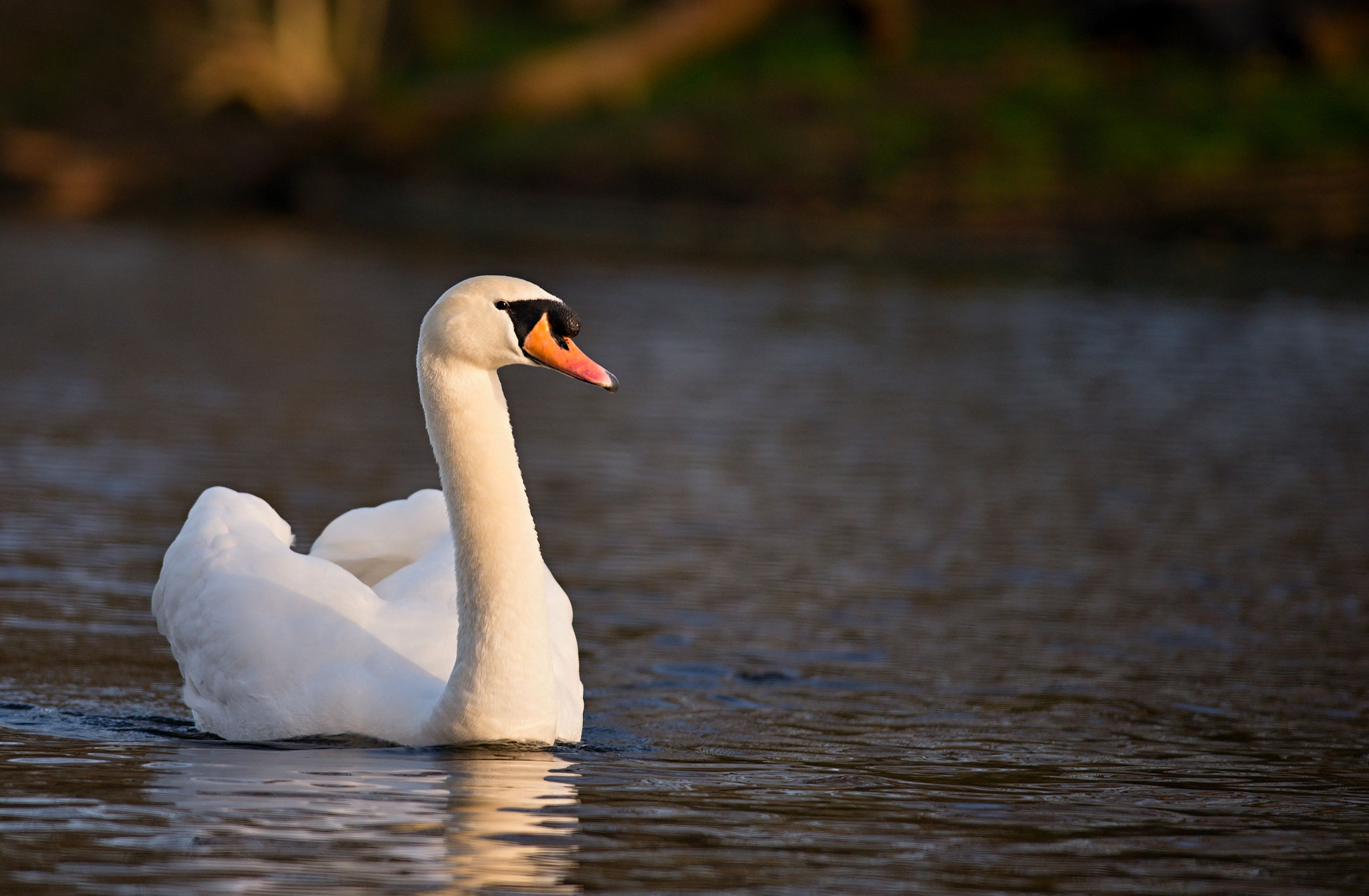 Nikon D610 + Nikon AF-S Nikkor 300mm F4D ED-IF sample photo. Mute swan photography