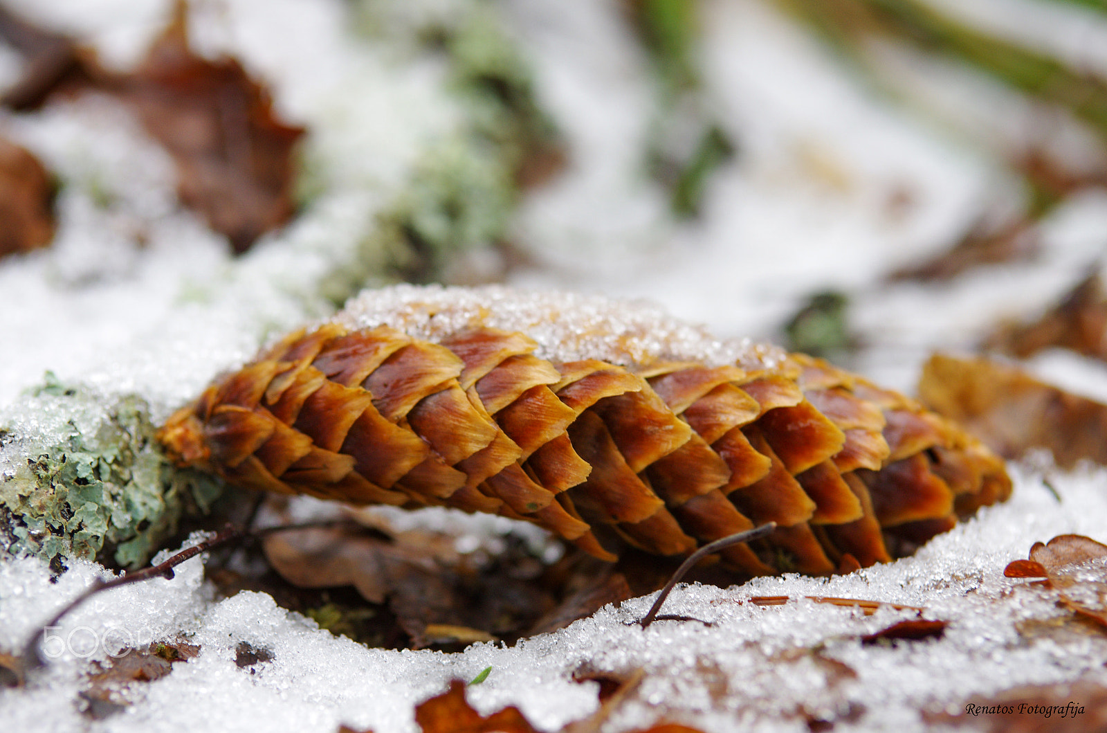 Pentax K-5 sample photo. Cone photography