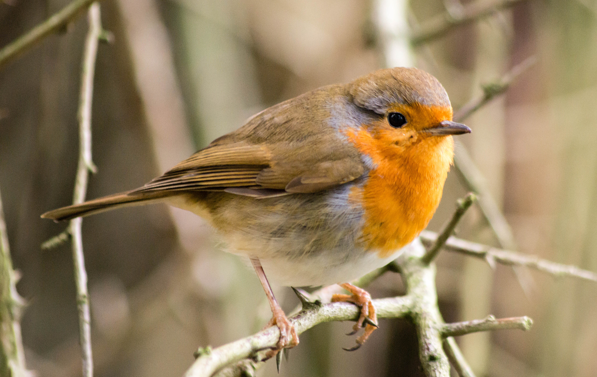 Sony 75-300mm F4.5-5.6 sample photo. Robin, bobbing about.  photography