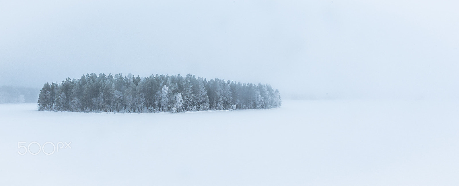 Nikon D5 sample photo. Lost in the cold photography