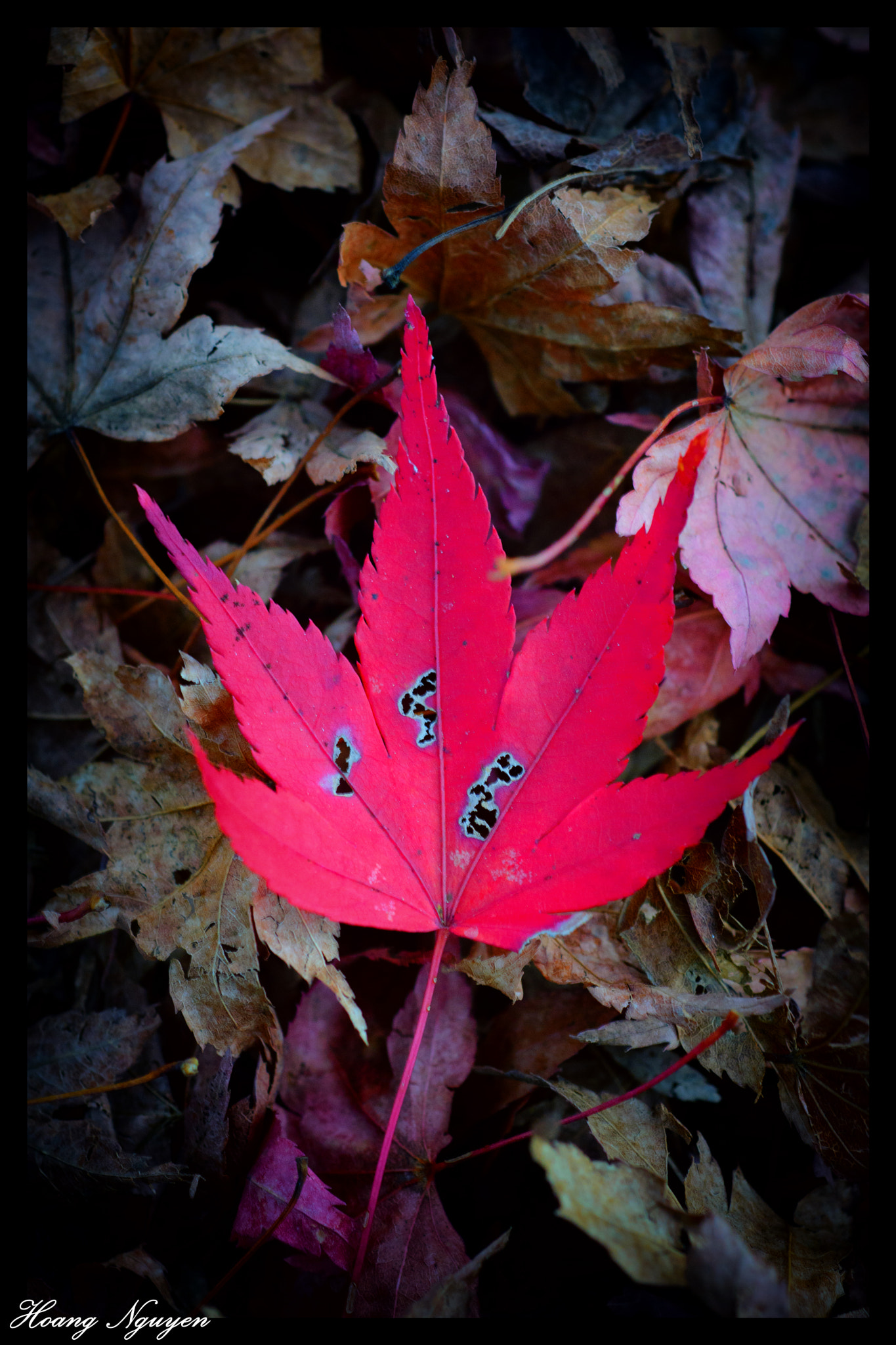 Nikon D7100 + Nikon AF Micro-Nikkor 60mm F2.8D sample photo. Fallen leaf photography