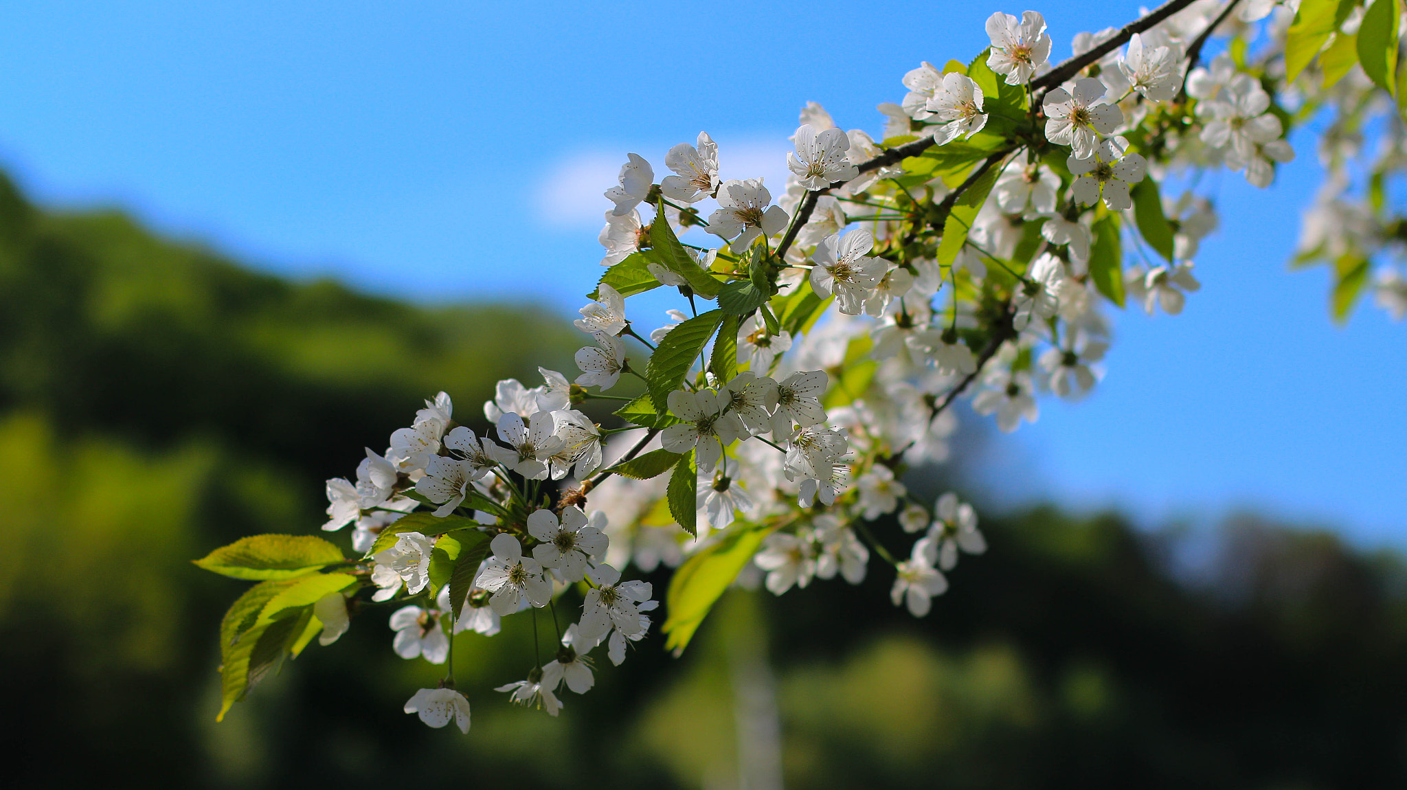 Canon EOS M + Canon EF 50mm F1.4 USM sample photo. New spring photography