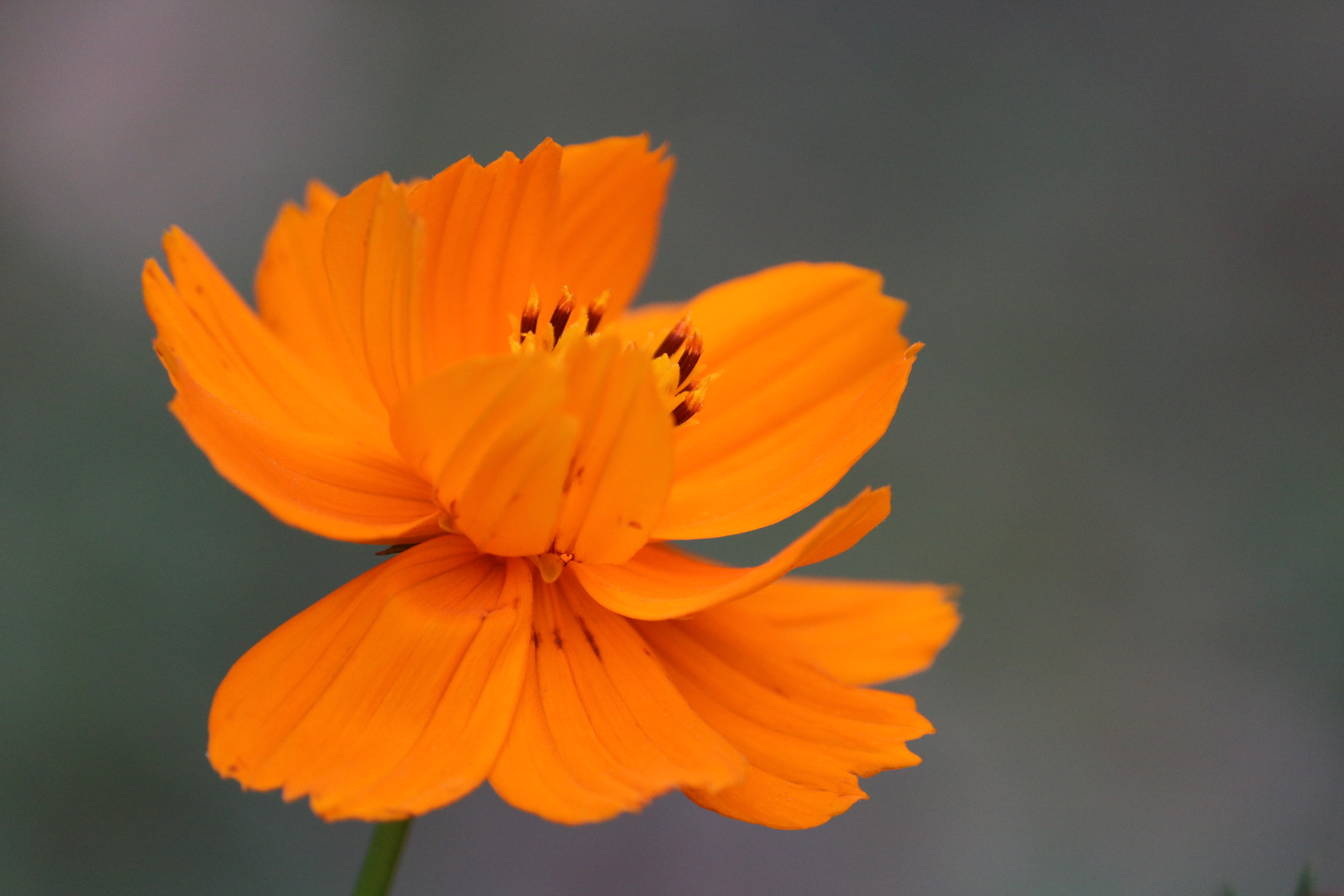 Canon EOS 760D (EOS Rebel T6s / EOS 8000D) sample photo. Macro click. photography