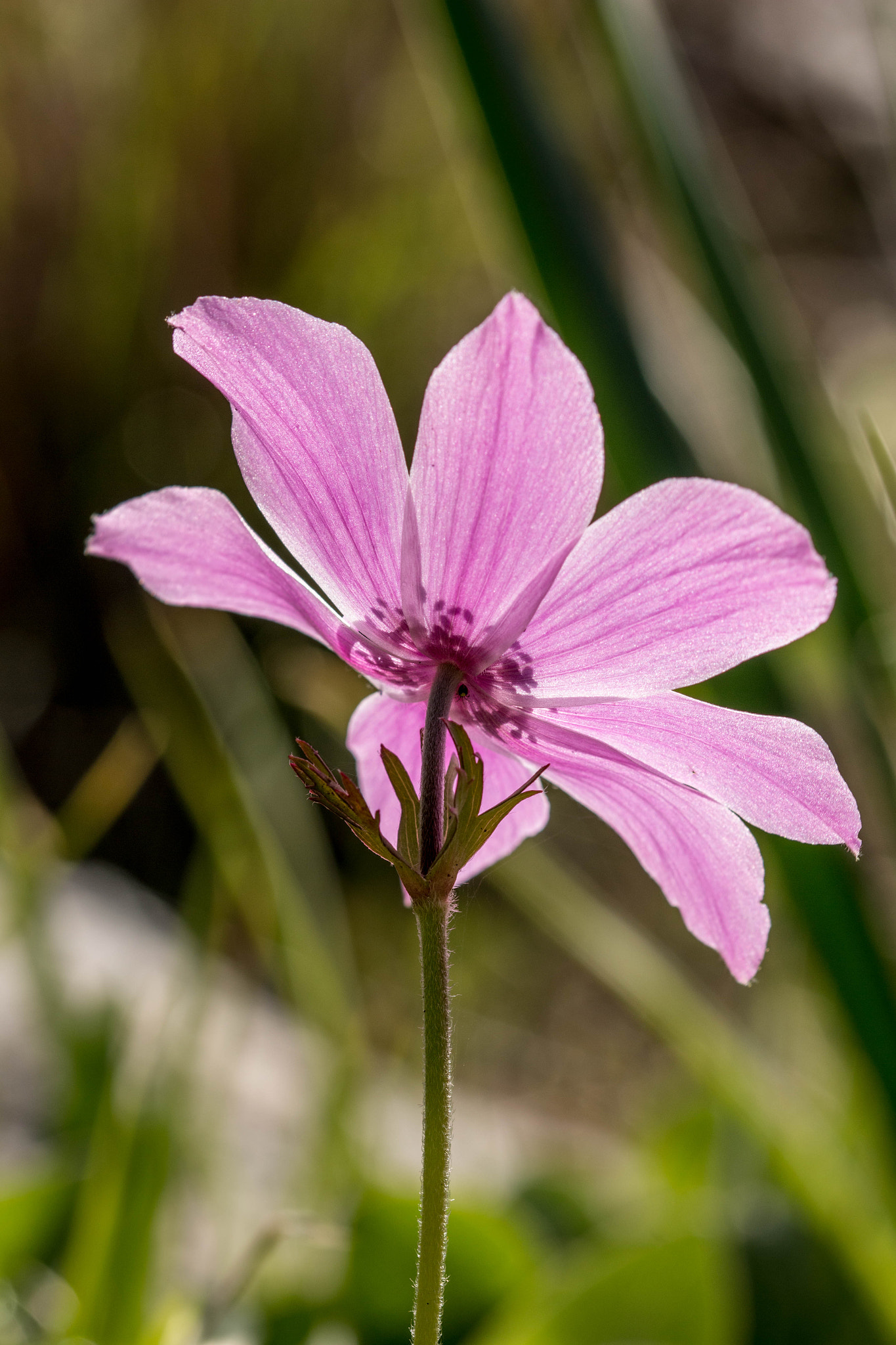Sigma 105mm F2.8 EX DG OS HSM sample photo