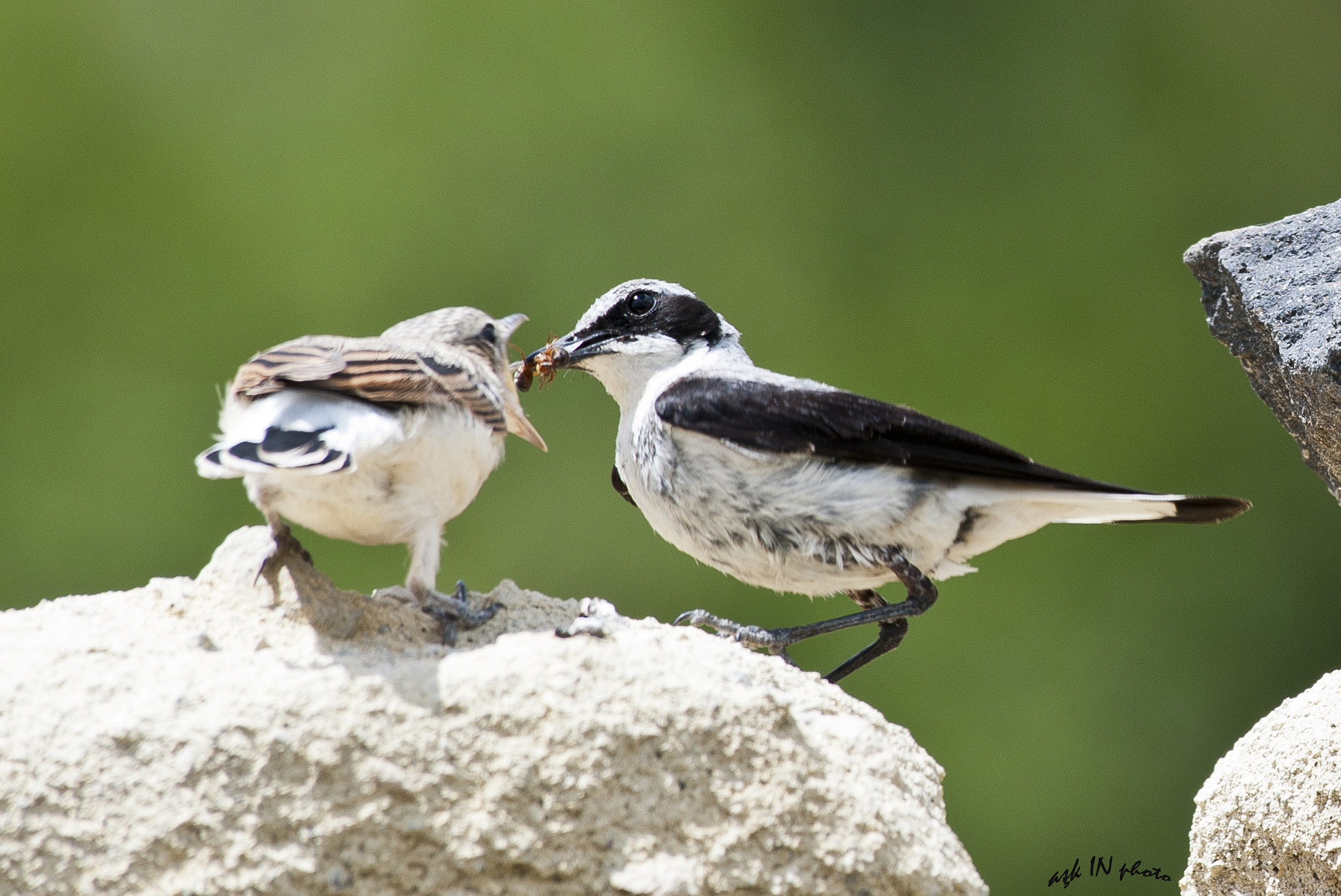 Nikon AF-S Nikkor 200-500mm F5.6E ED VR sample photo. Karakulaklı kuyrukkakan photography