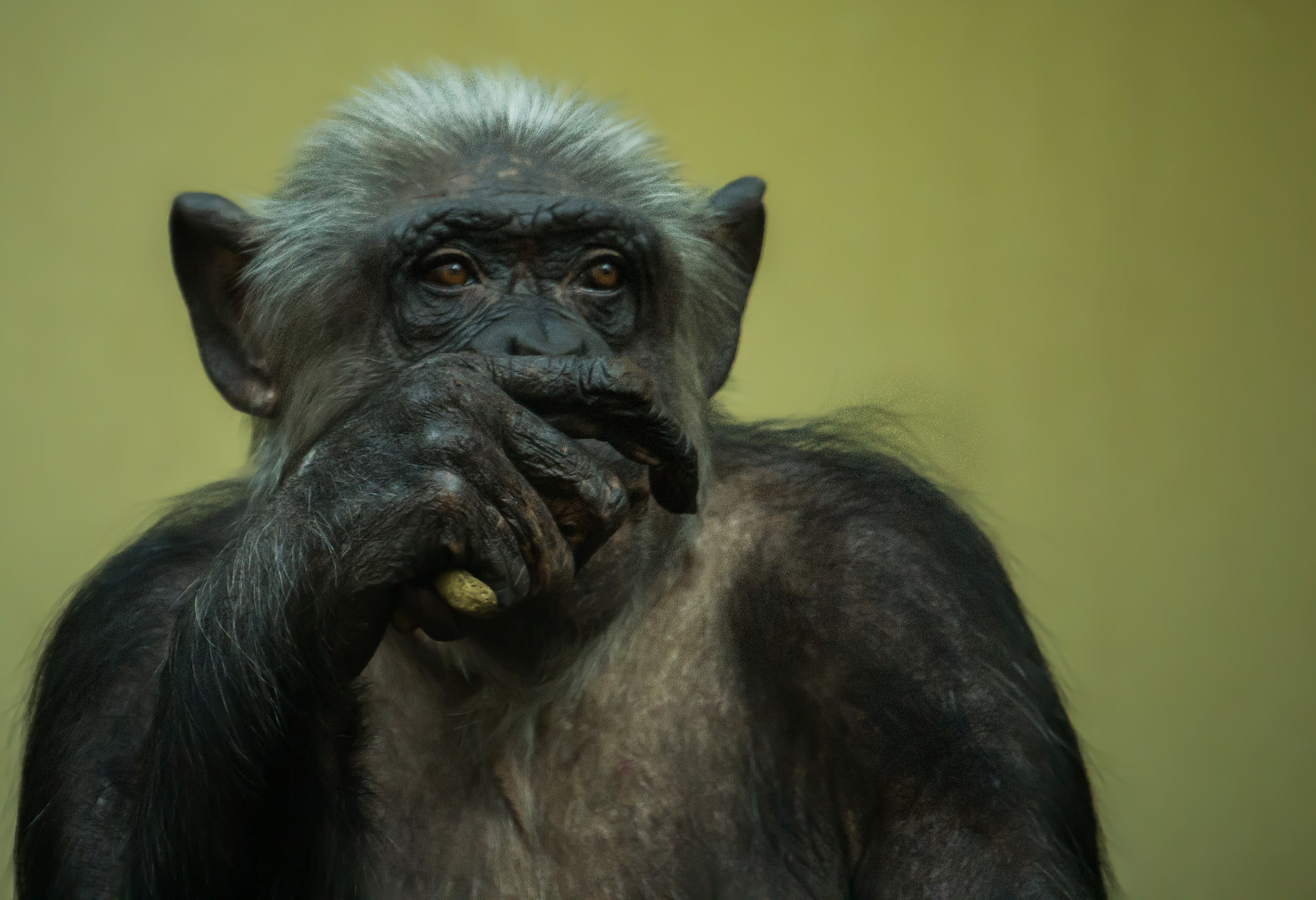 Canon EF-S 55-250mm F4-5.6 IS STM sample photo. Chimpanzee 1 photography