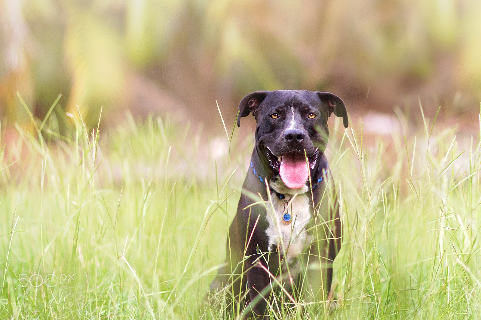 Canon EF 85mm F1.2L II USM sample photo. Summer afternoons #2 photography