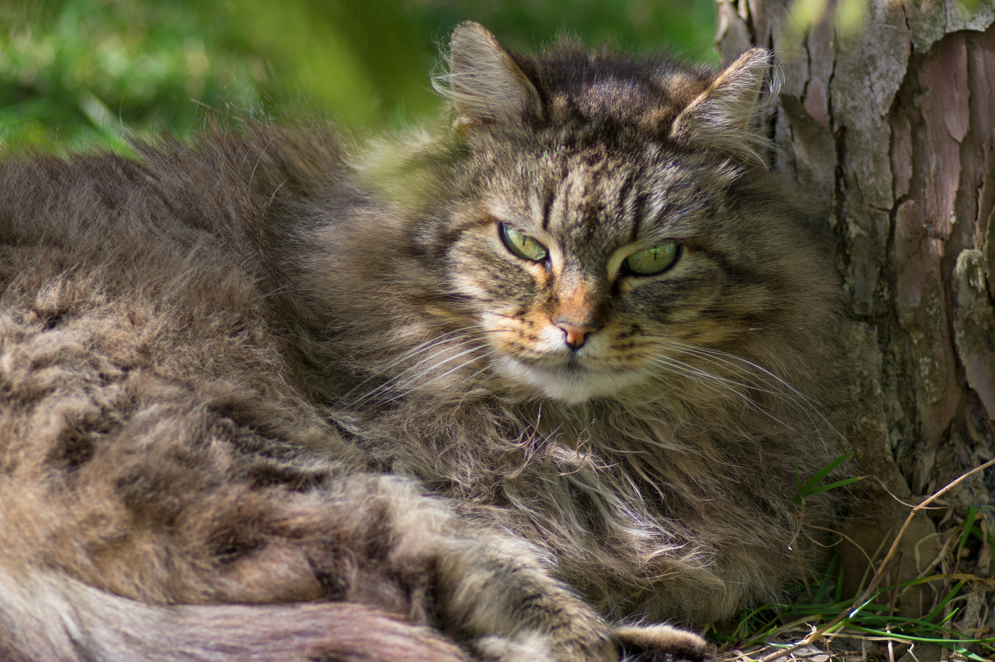 Pentax K-3 + Pentax smc D-FA 100mm F2.8 Macro WR sample photo. Camouflage photography