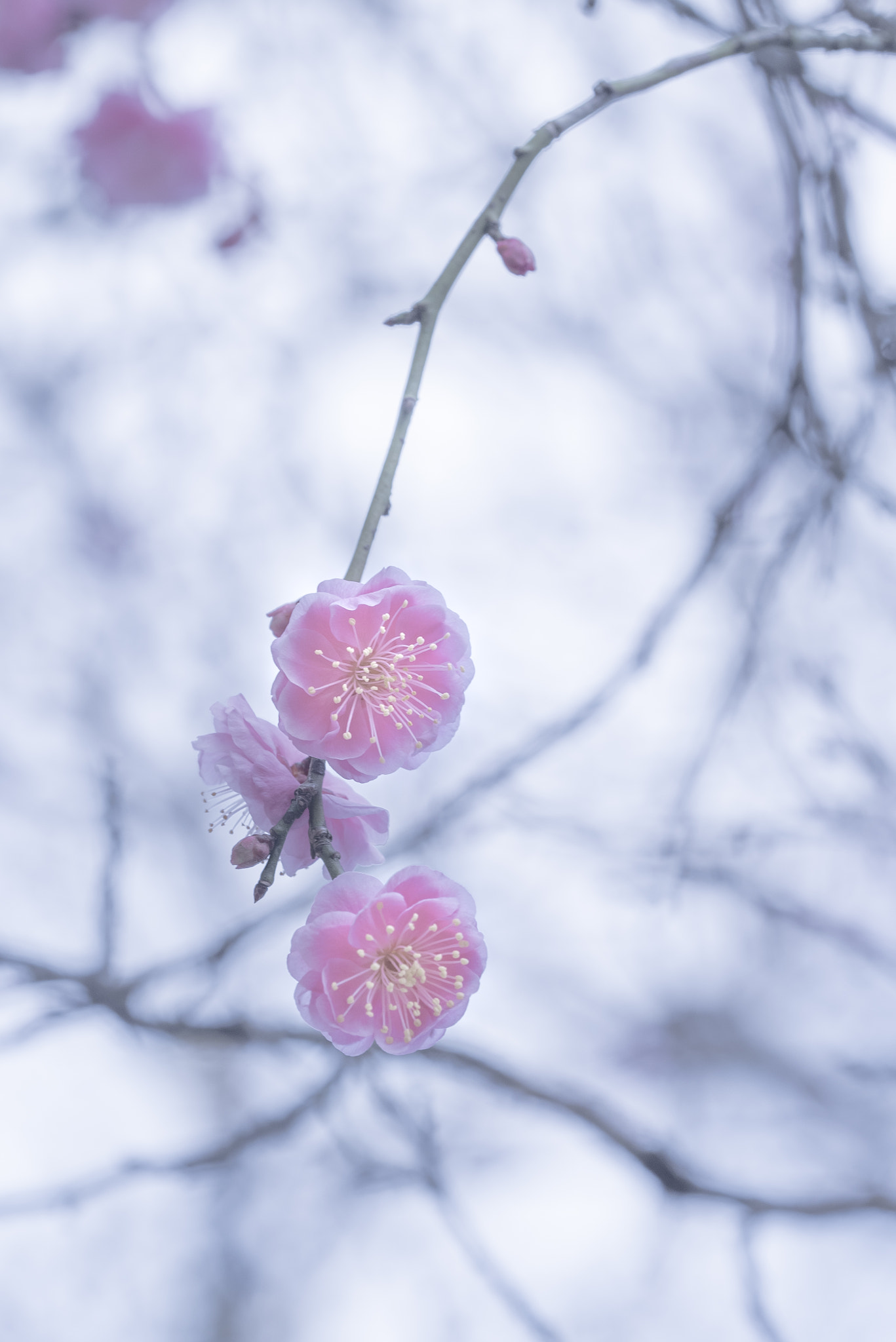 Sigma 150mm F2.8 EX DG OS Macro HSM sample photo. Plum blossom photography