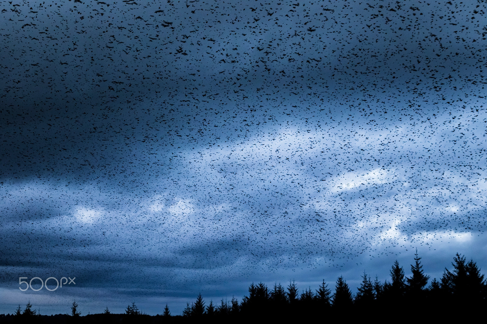 Sigma 24-70mm F2.8 EX DG Macro sample photo. Migrants song photography