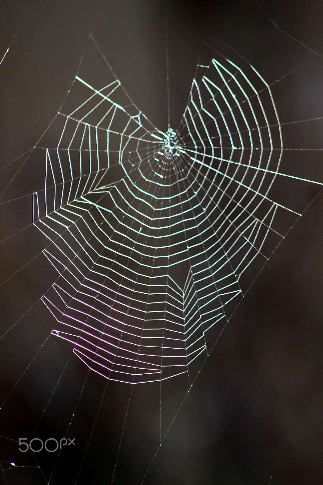 Canon EOS 100D (EOS Rebel SL1 / EOS Kiss X7) + EF75-300mm f/4-5.6 sample photo. Img spider web photography